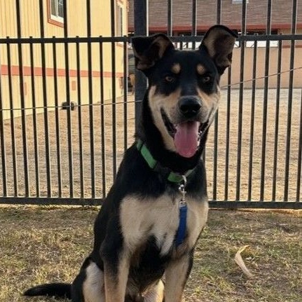 CHAMP, Adoptable, Young Male Shepherd.