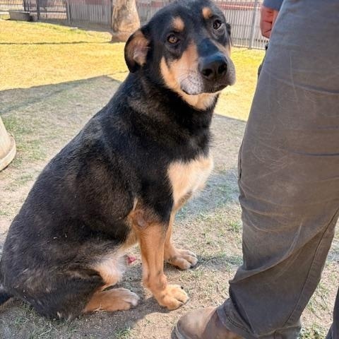 Enlarge CHAMP, a Adoptable Shepherd in Delano, CA image 3/6