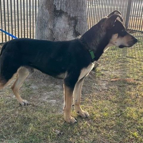 CHAMP, a Adoptable Shepherd in Delano, CA image 4/5