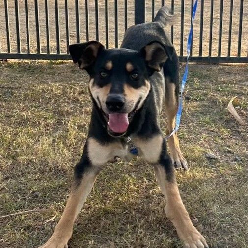 CHAMP, a Adoptable Shepherd in Delano, CA image 5/5