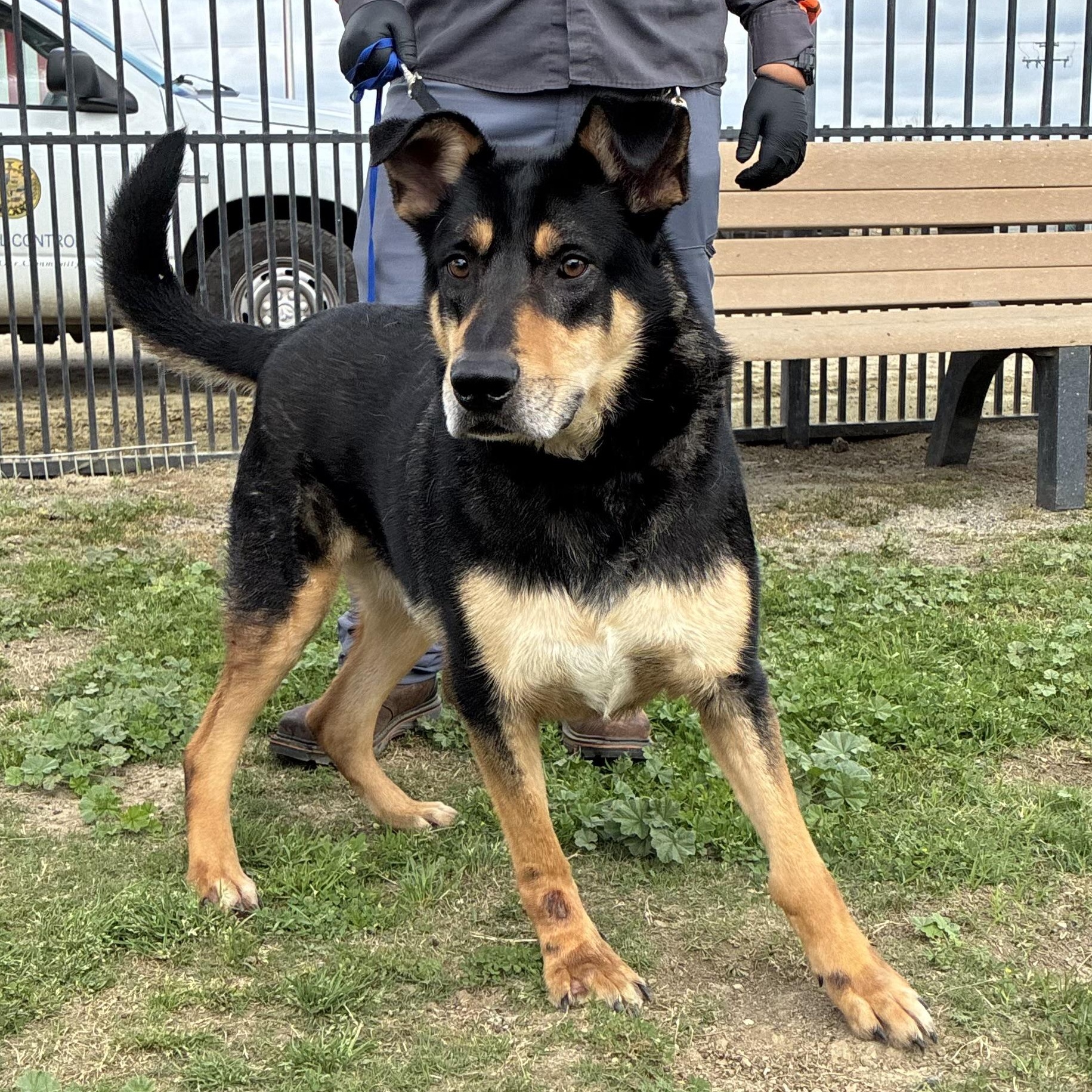 Enlarge CHAMP, a Adoptable Shepherd in Delano, CA image 1/3