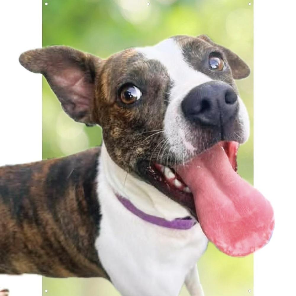 Poppy, Adoptable, Adult Female Mixed Breed.