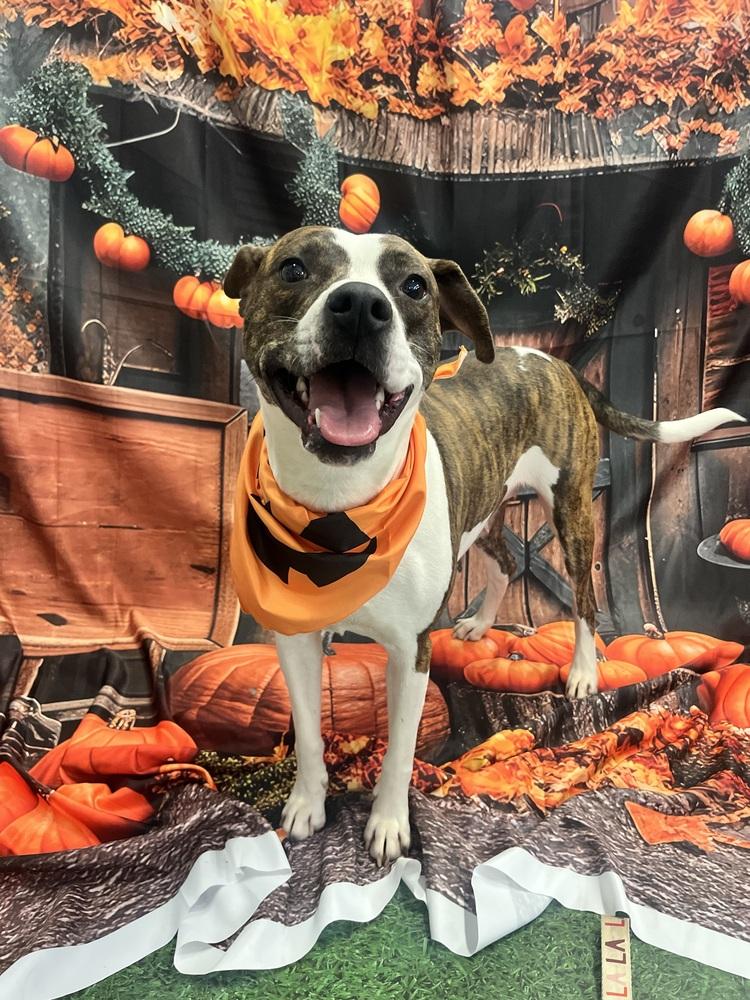 Enlarge Poppy, a Adoptable mixed breed in Acworth, GA image 2/4