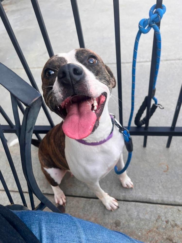 Enlarge Poppy, a Adoptable mixed breed in Acworth, GA image 3/4