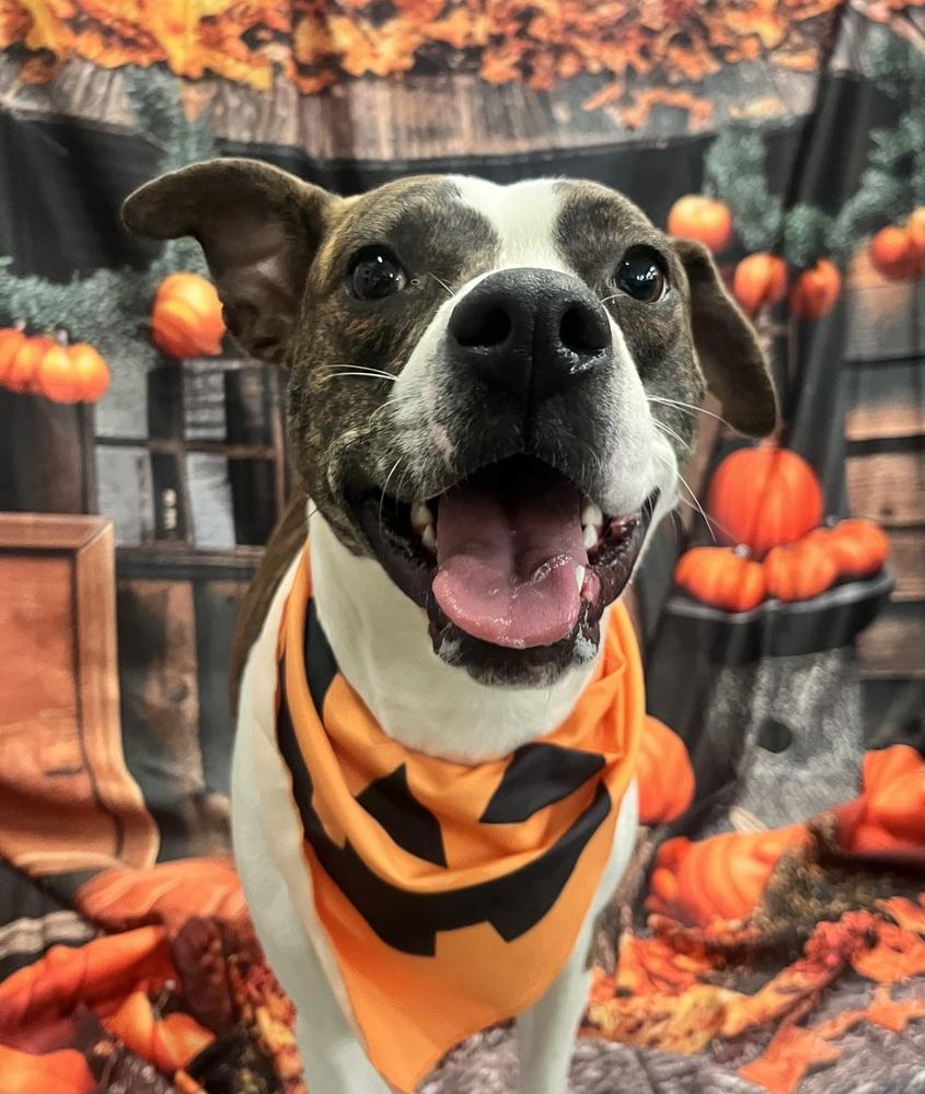 Enlarge Poppy, a Adoptable mixed breed in Acworth, GA image 4/4