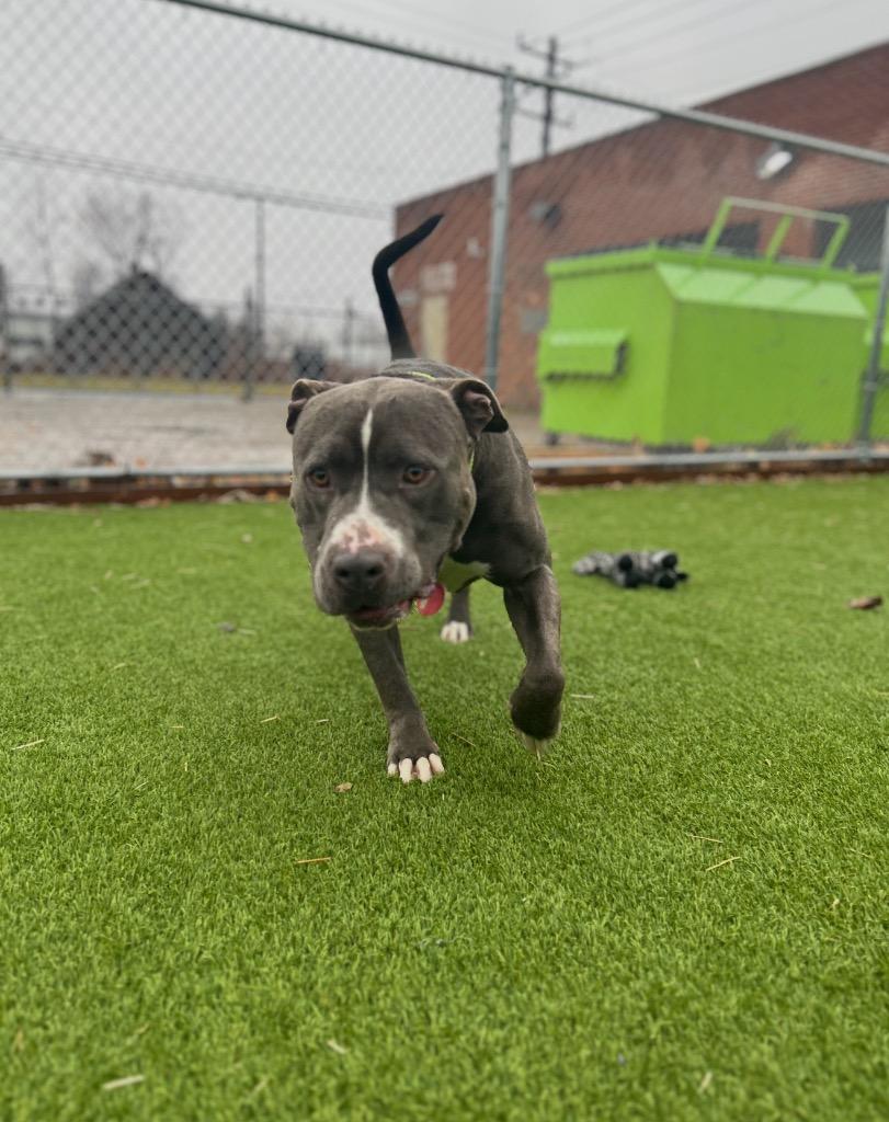 Blue Bear, Adoptable, Adult Male Mixed Breed.