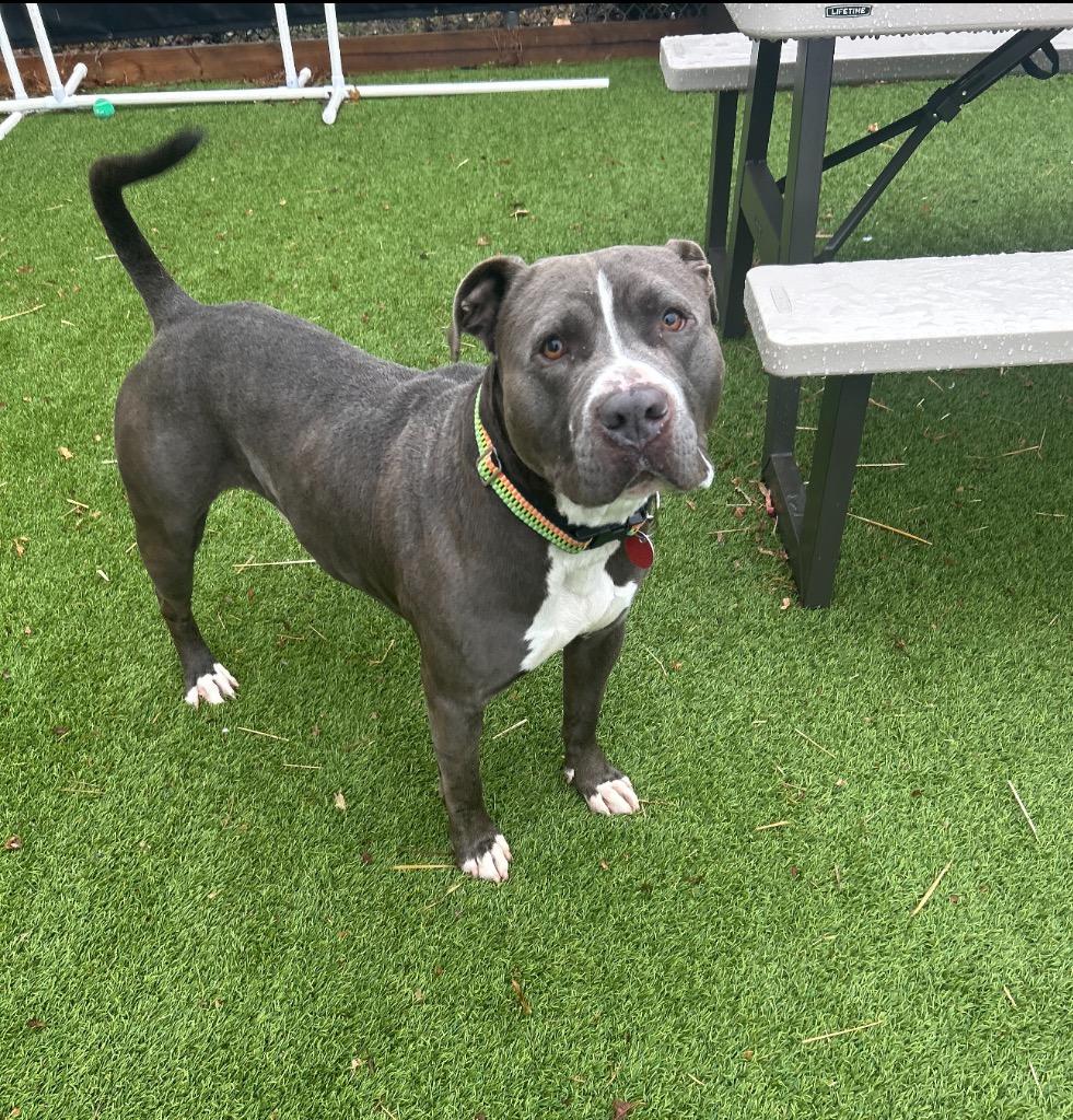 Enlarge Blue Bear, a Adoptable mixed breed in Detroit, MI image 3/4