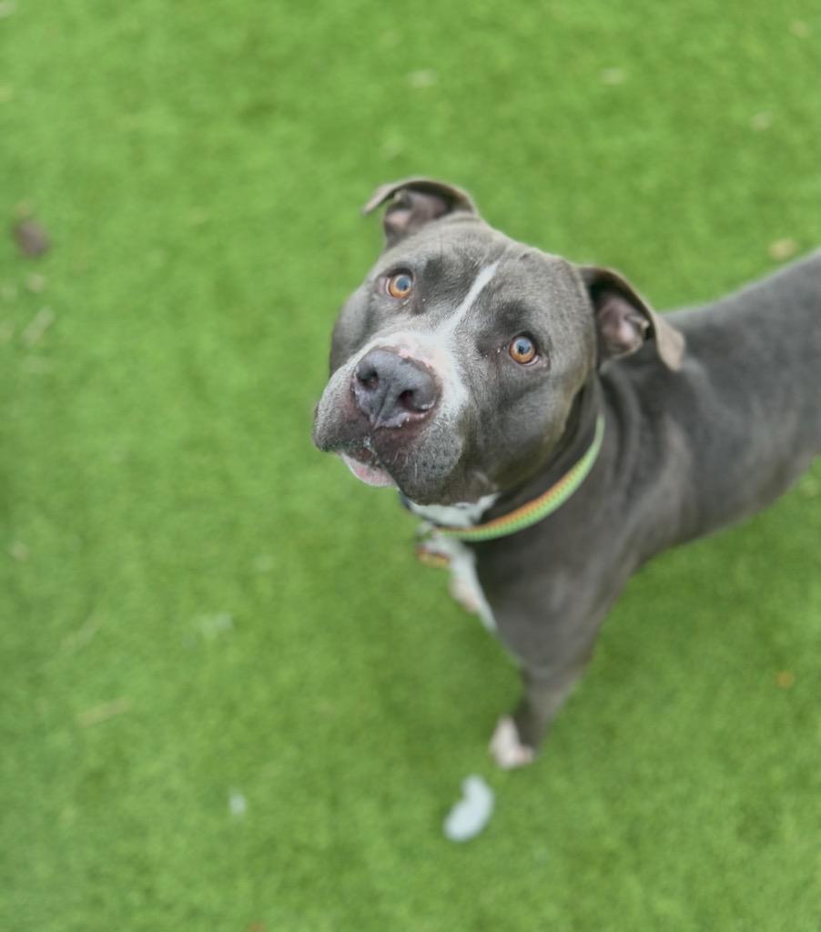 Enlarge Blue Bear, a Adoptable mixed breed in Detroit, MI image 4/4