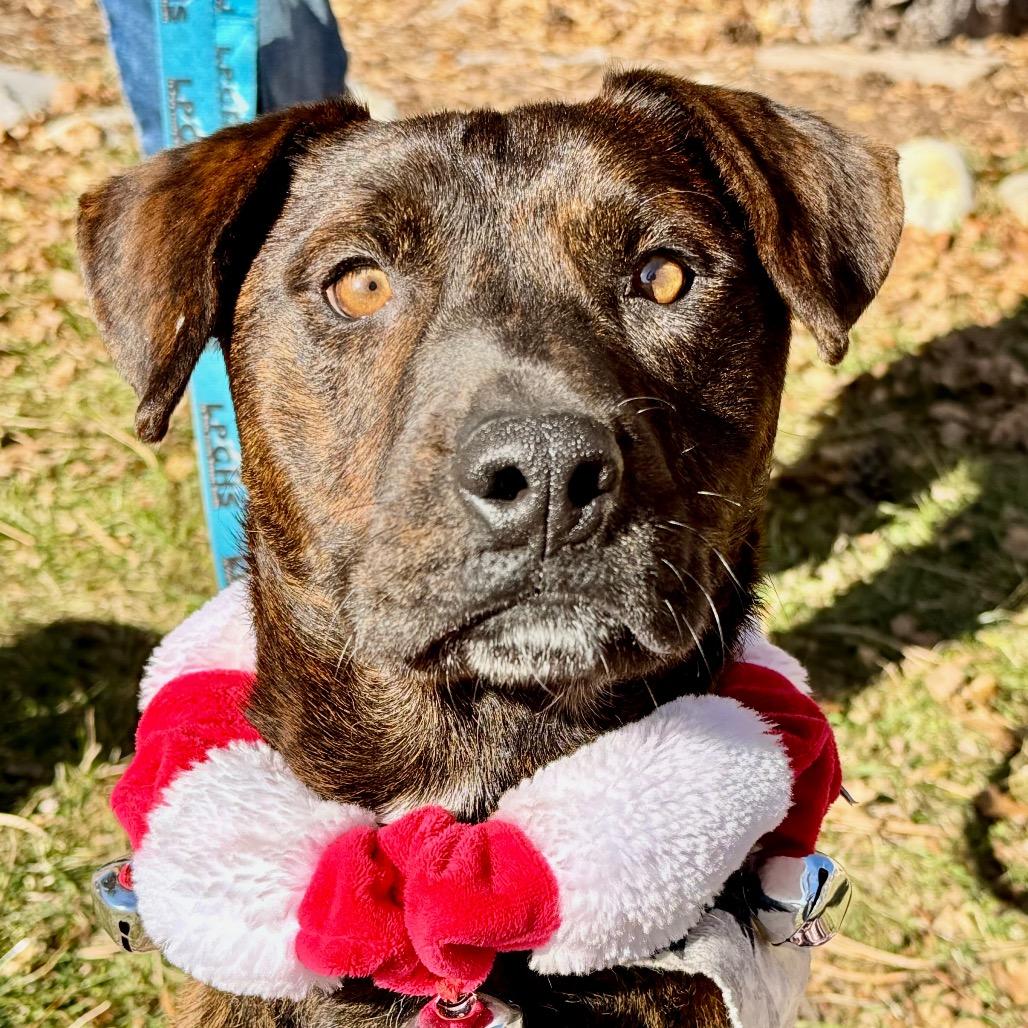 Danny DeVito, a Adoptable Pit Bull Terrier in Durango, CO image 1/5