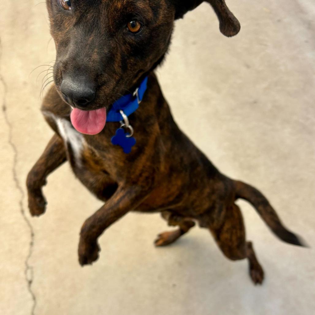 Danny DeVito, a Adoptable Pit Bull Terrier in Durango, CO image 2/5