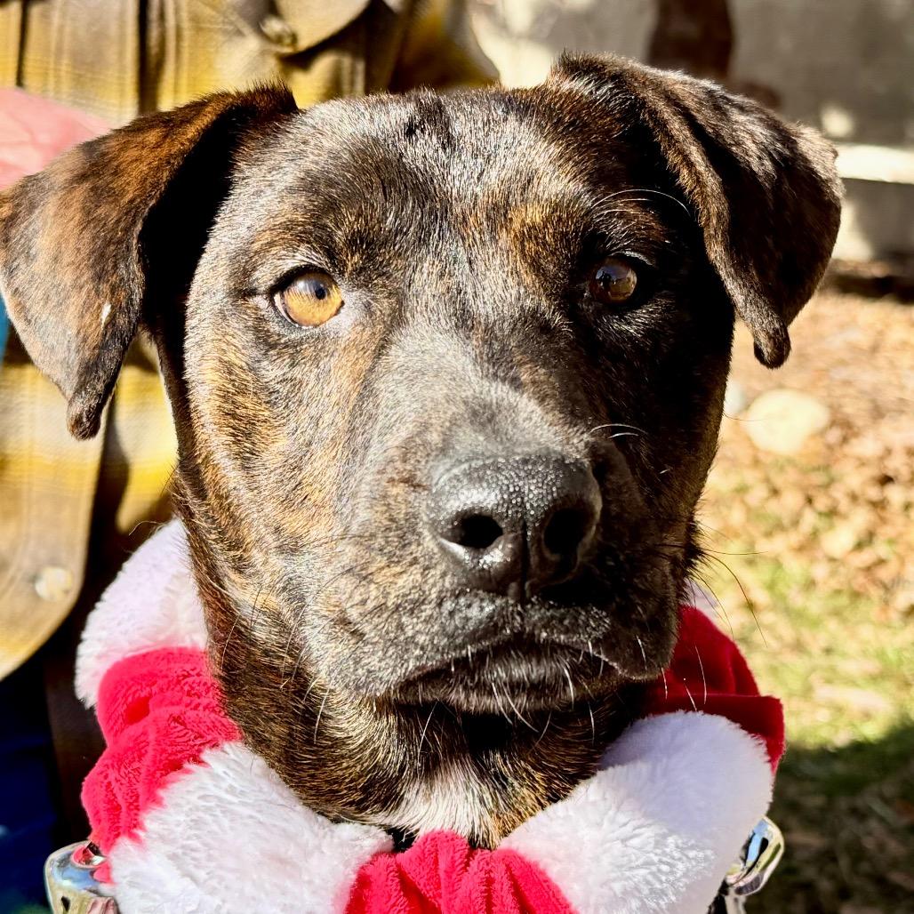 Danny DeVito, Adoptable, Adult Male Pit Bull Terrier.