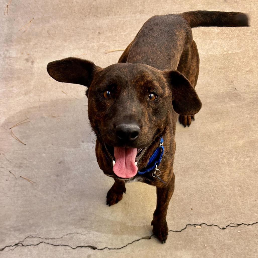 Danny DeVito, Adoptable, Adult Male Pit Bull Terrier.