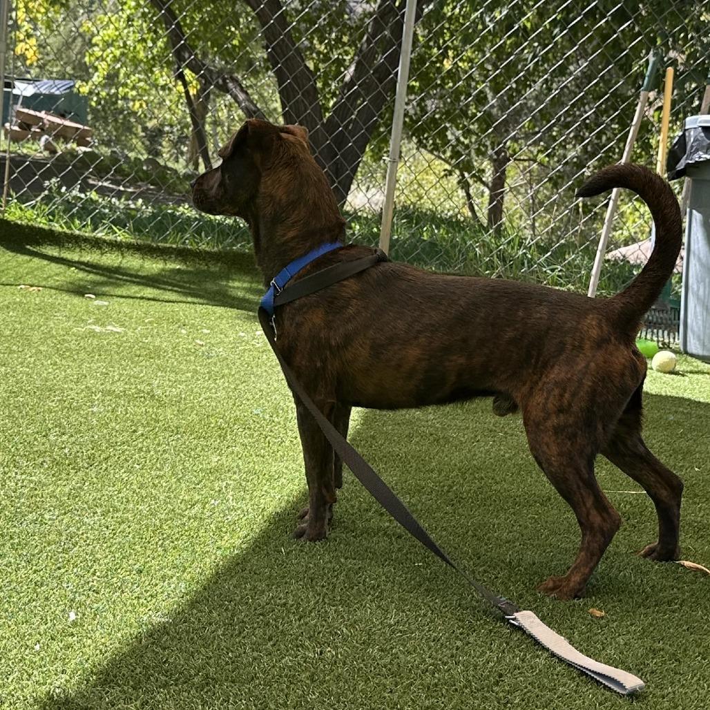 Danny DeVito, a Adoptable Pit Bull Terrier in Durango, CO image 3/5