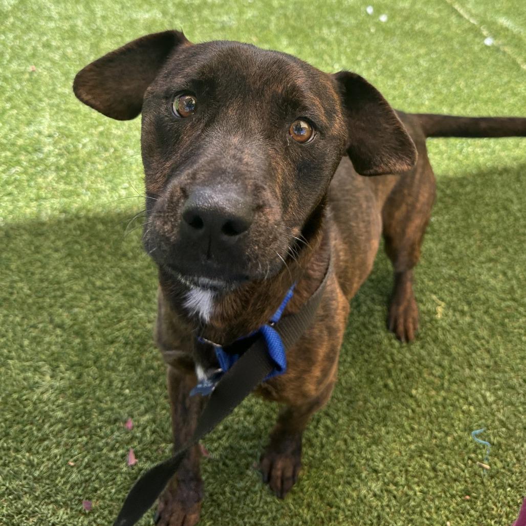 Danny DeVito, a Adoptable Pit Bull Terrier in Durango, CO image 4/5