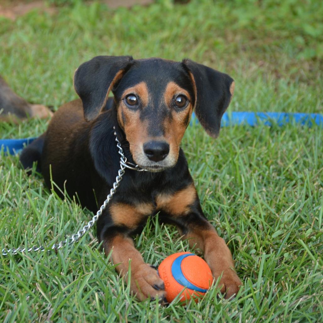 Rain, Adoptable, Puppy Female Dachshund.