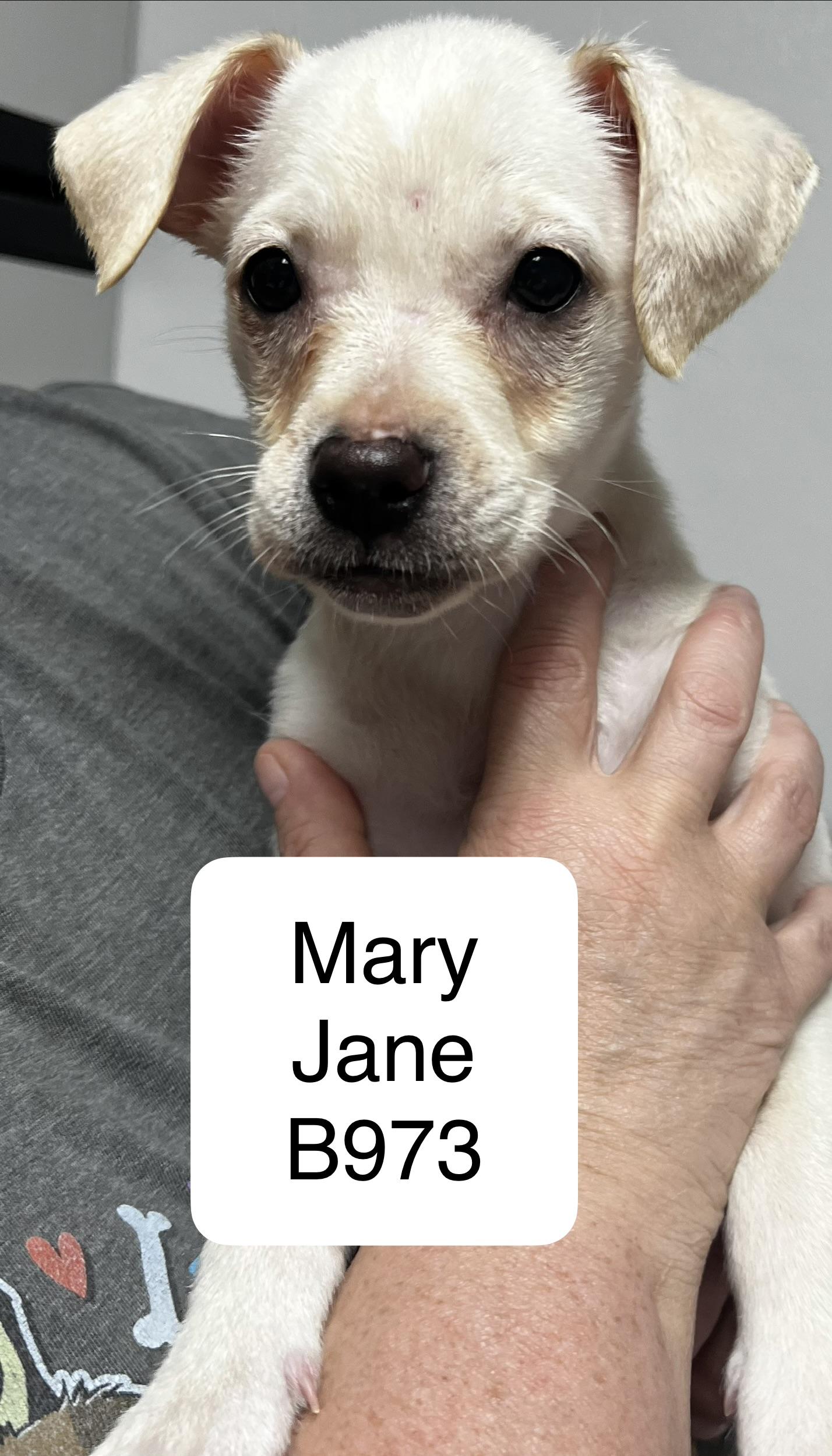 Mary Jane, adopted, Puppy Female Chihuahua & Bulldog.