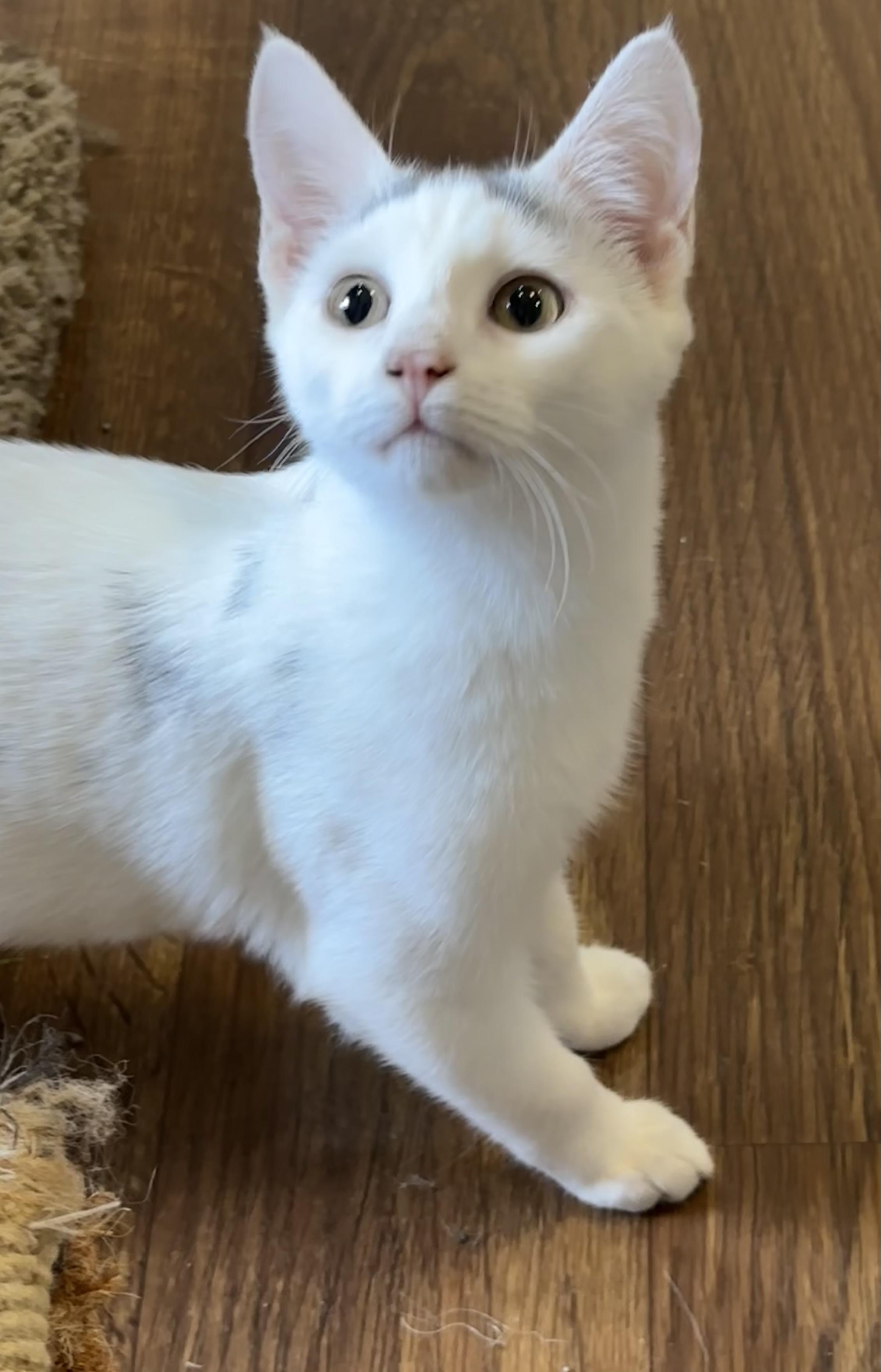 Lana, Adoptable, Kitten Female Domestic Short Hair.