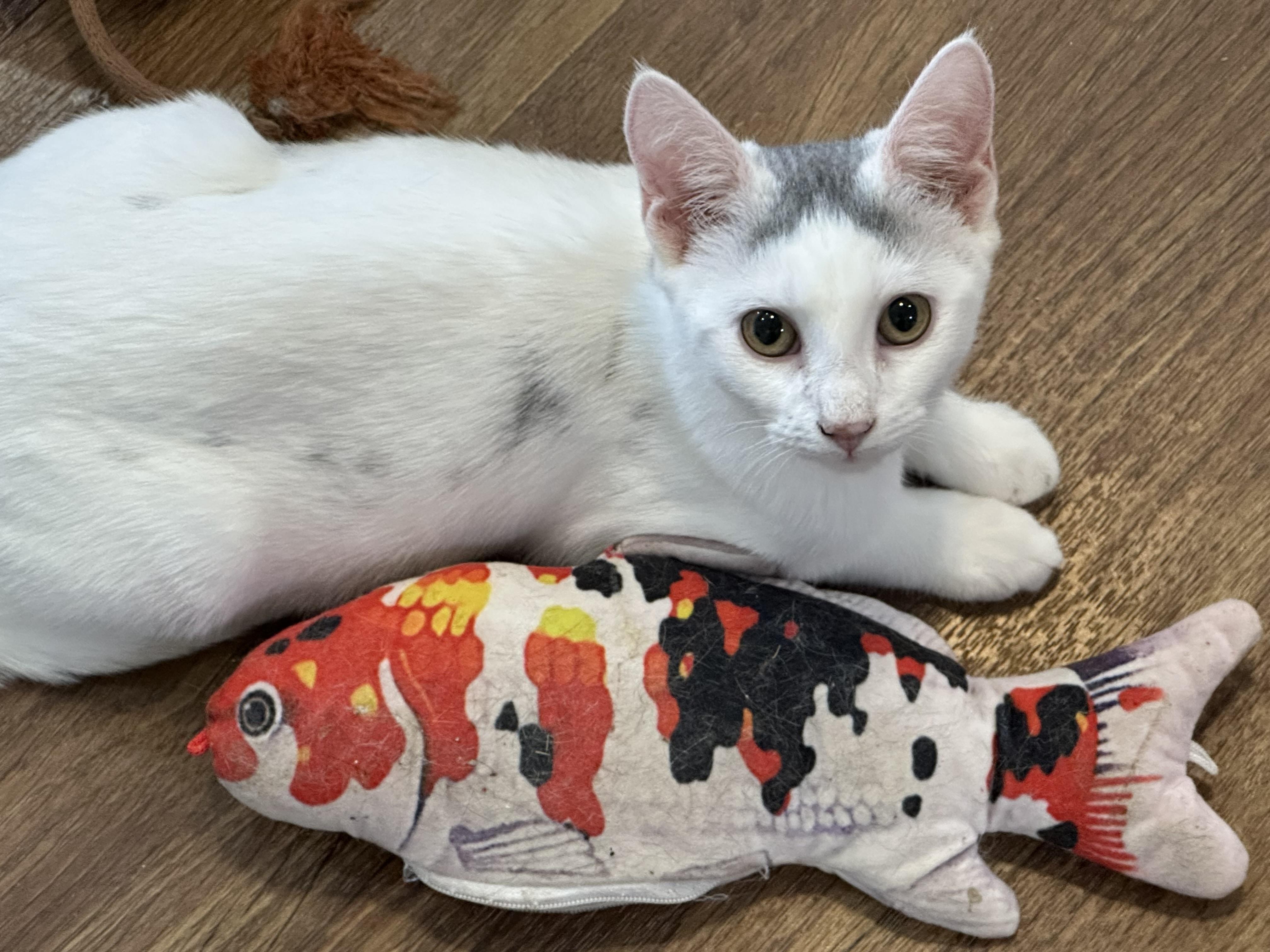 Lana, a Adoptable mixed breed in Lawrenceville, GA image 4/5