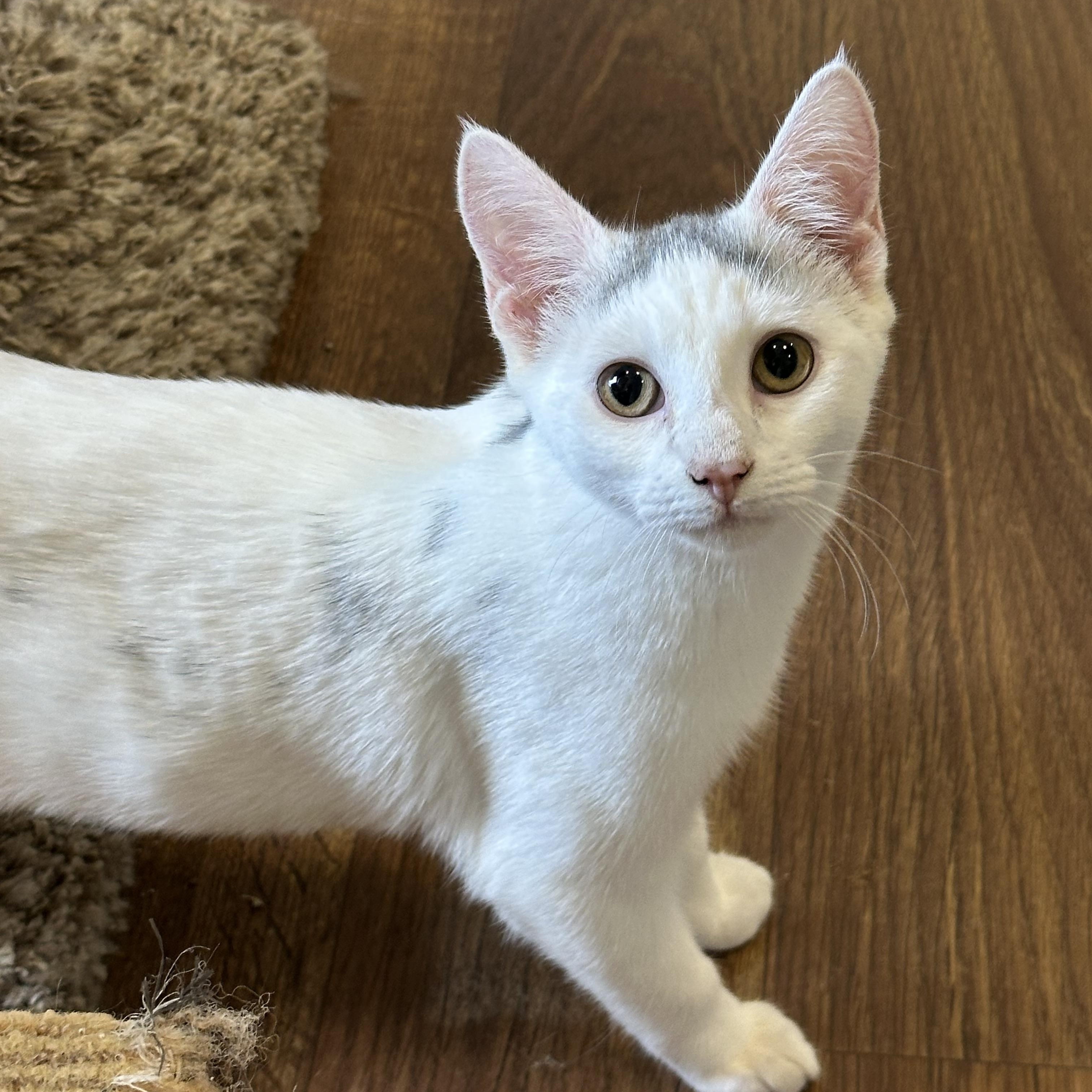 Lana, a Adoptable mixed breed in Lawrenceville, GA image 5/5