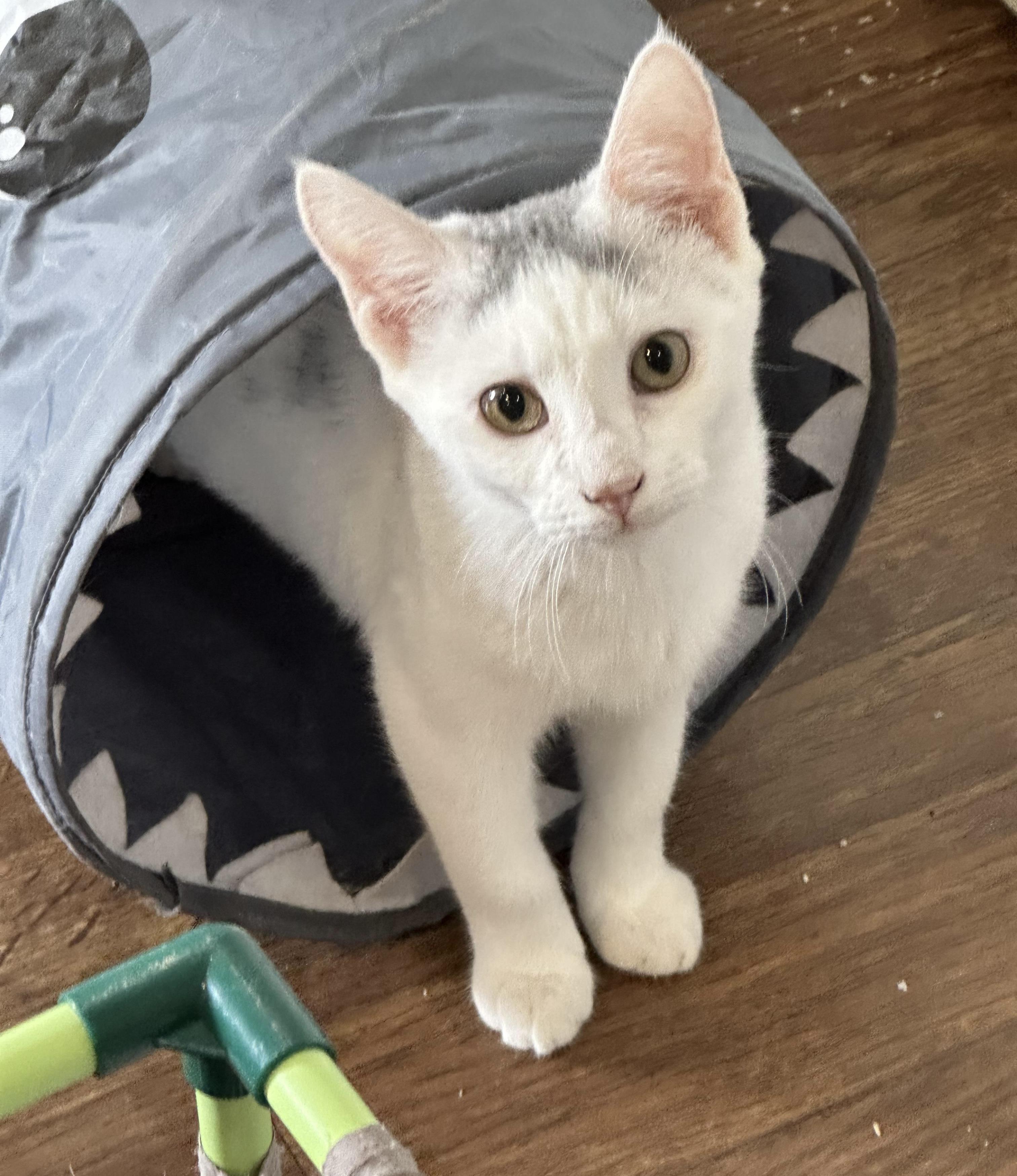 Lana, Adoptable, Kitten Female Domestic Short Hair.