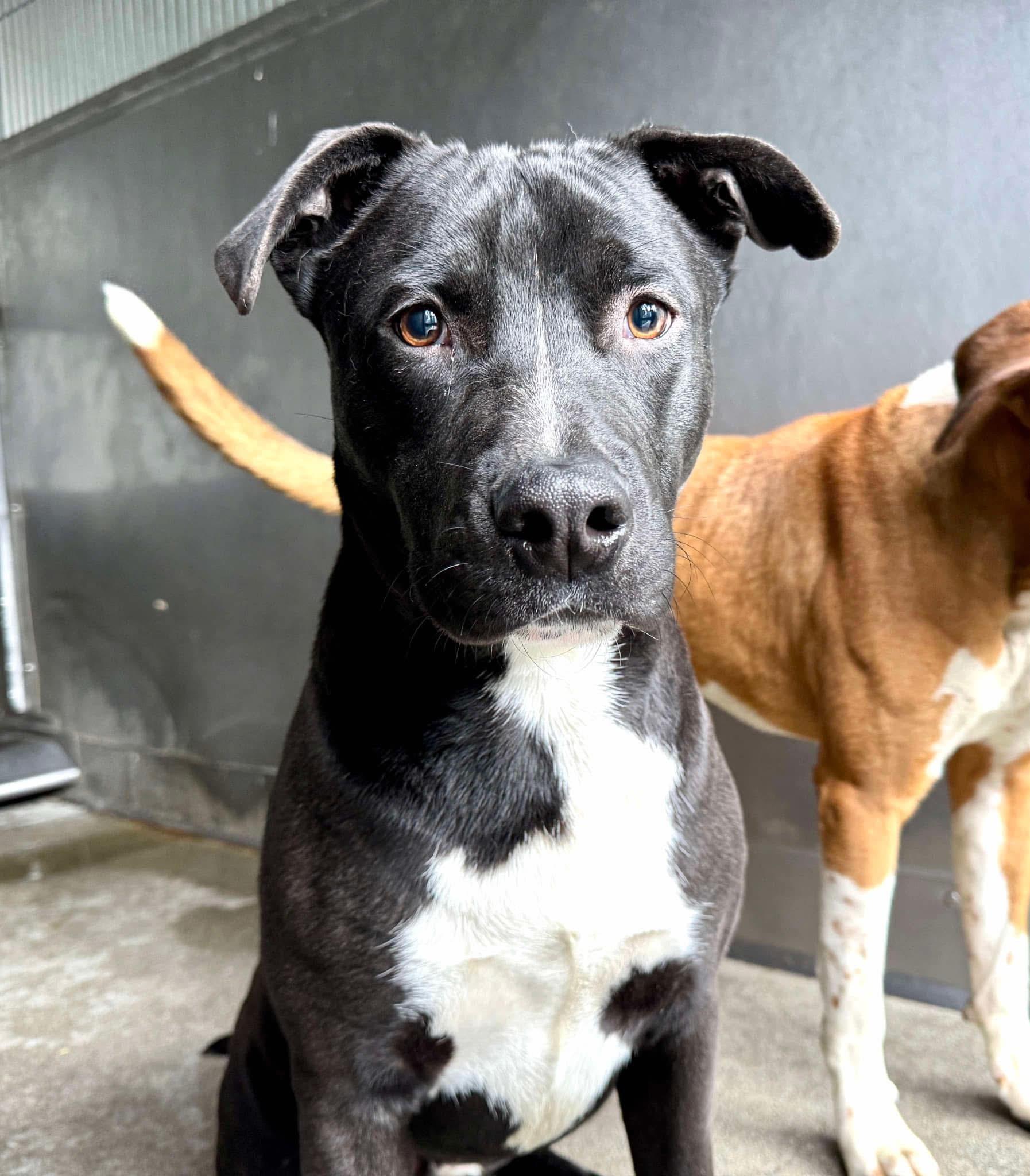 Enlarge Charlie, a ADOPTABLE mixed breed in Indianapolis, IN image 2/6