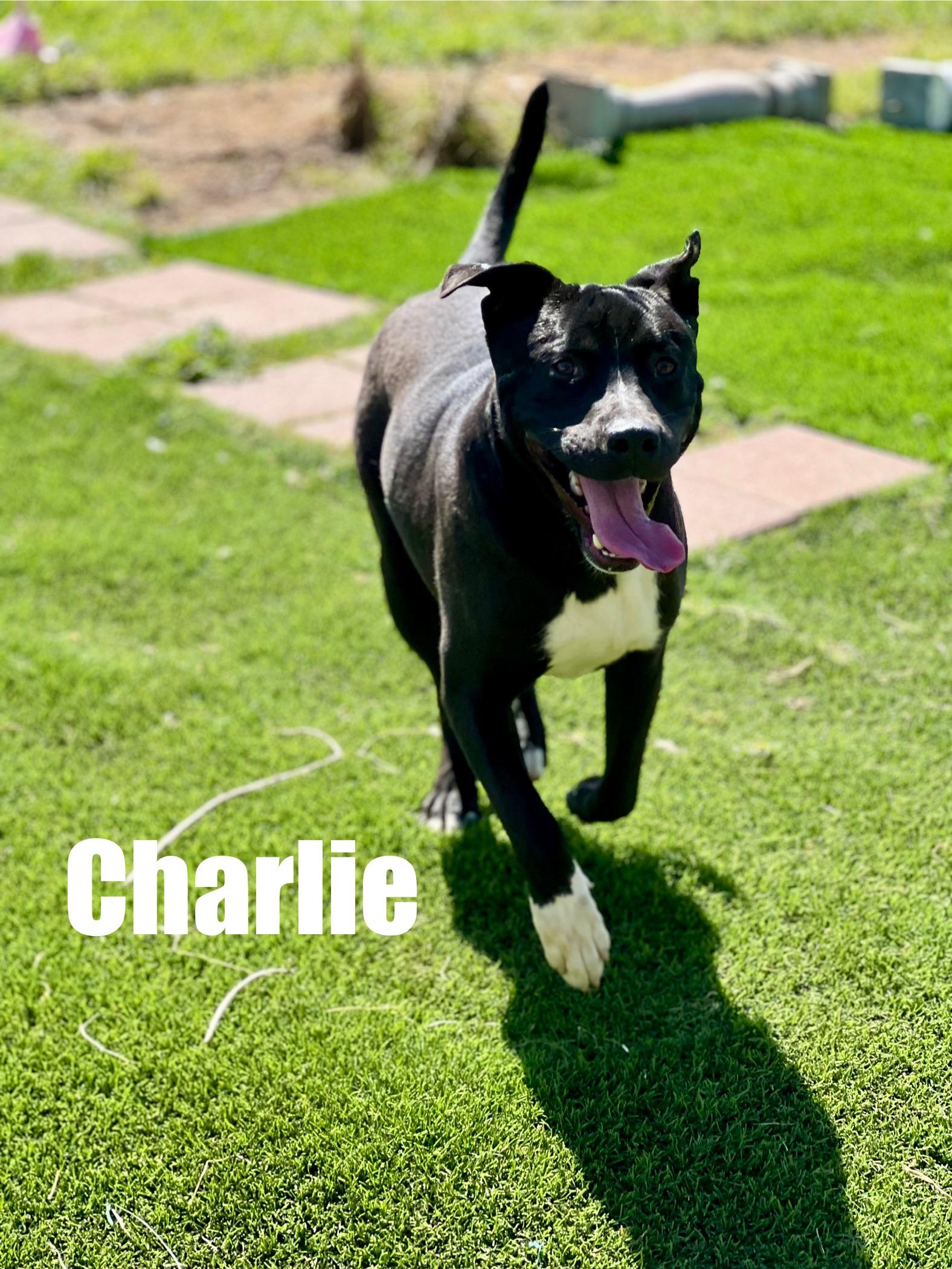 Enlarge Charlie, a ADOPTABLE mixed breed in Indianapolis, IN image 3/6