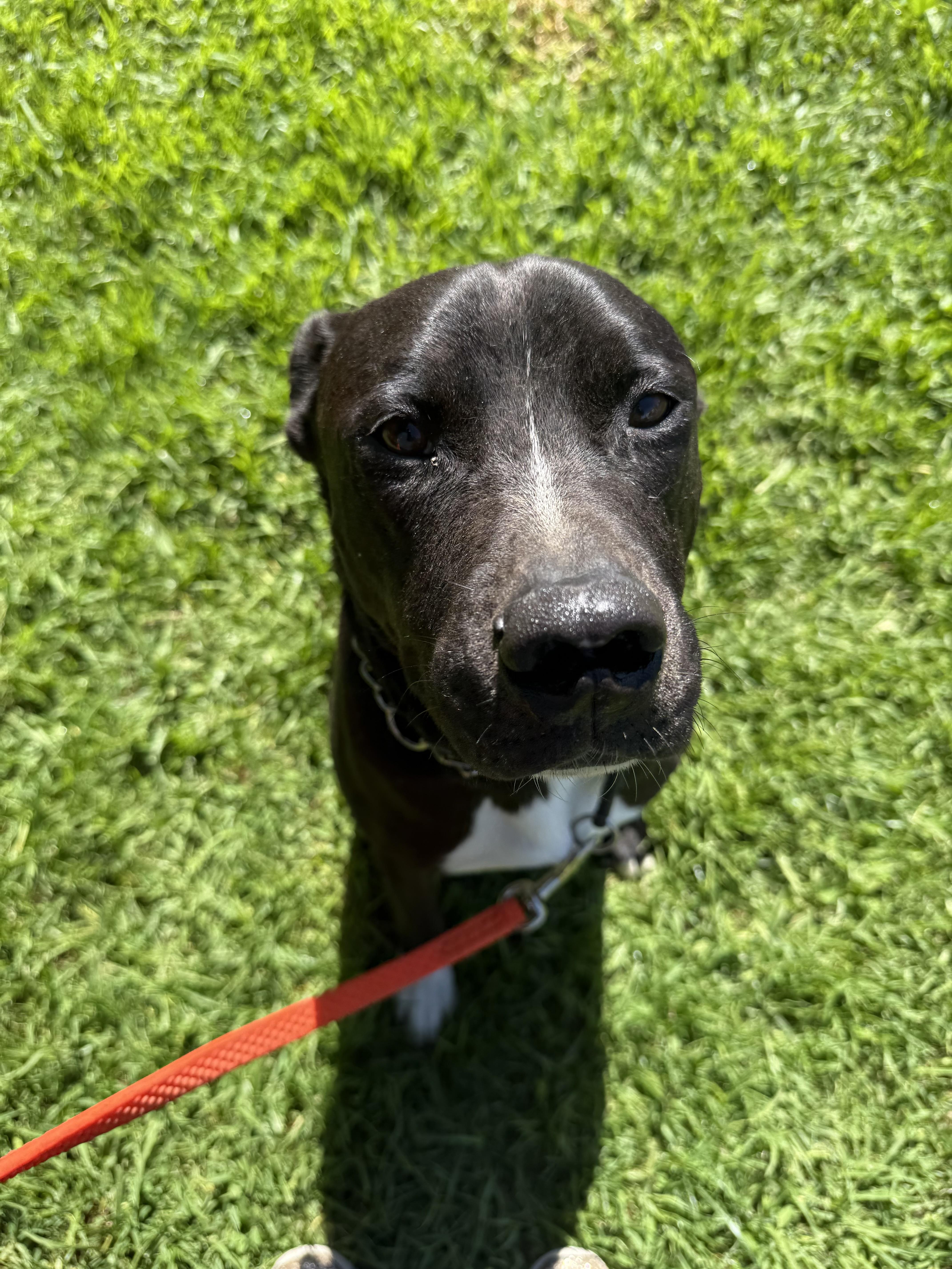 Enlarge Charlie, a ADOPTABLE mixed breed in Indianapolis, IN image 4/6