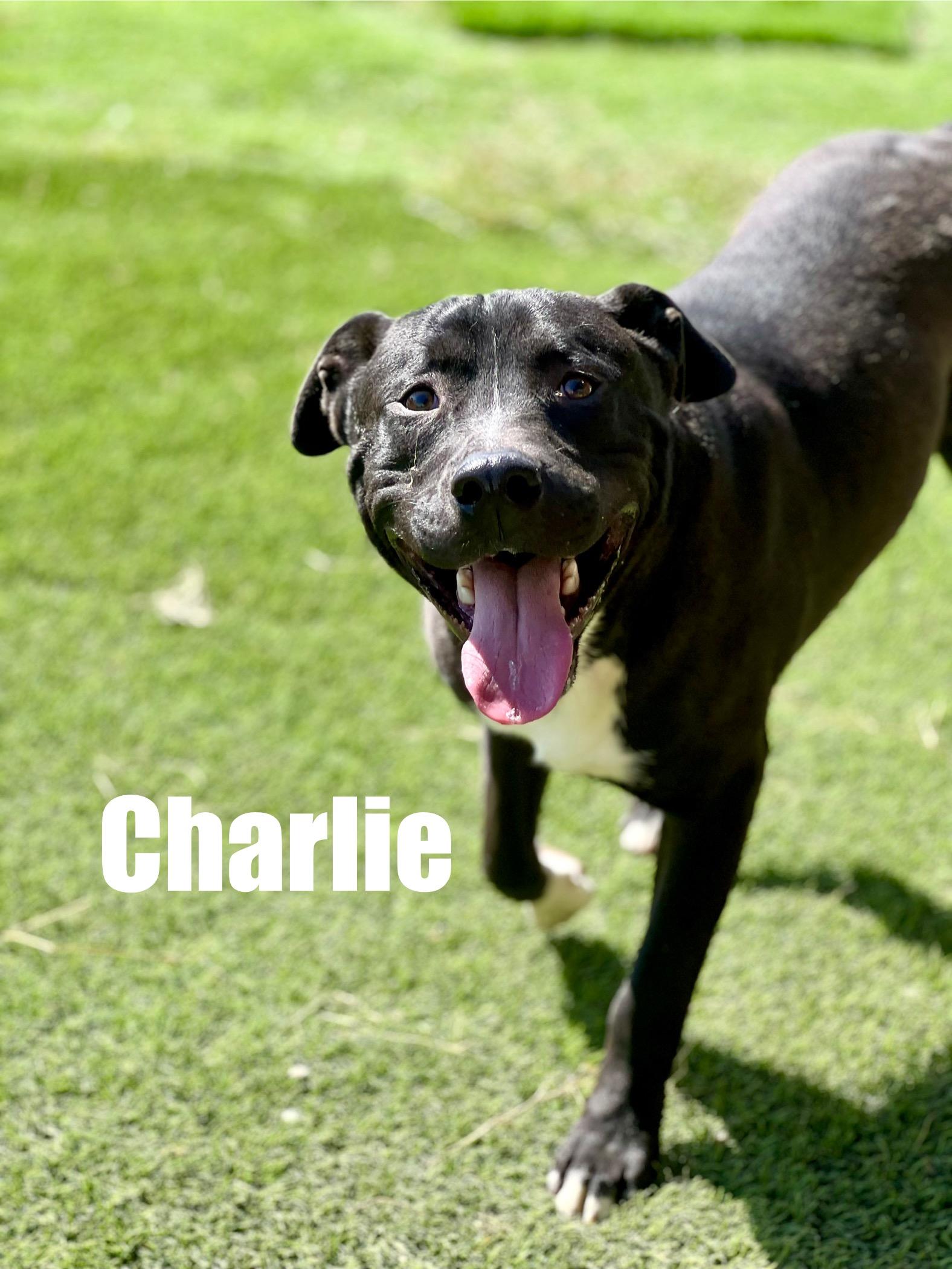 Charlie, ADOPTABLE, Adult Male Pit Bull Terrier.