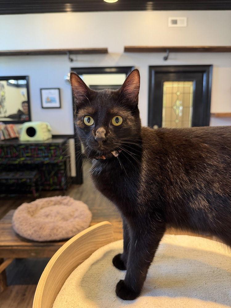 Tessa, Adoptable, Kitten Female Domestic Short Hair.