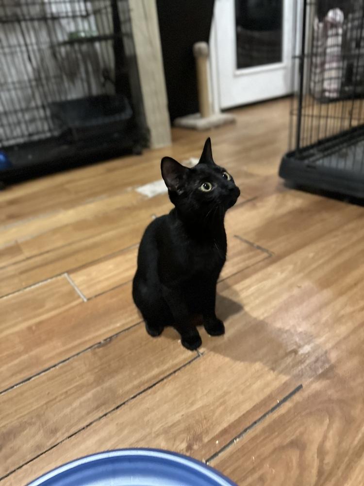 Enlarge Sabrina, a Adoptable Domestic Short Hair in Loveland, OH image 1/3