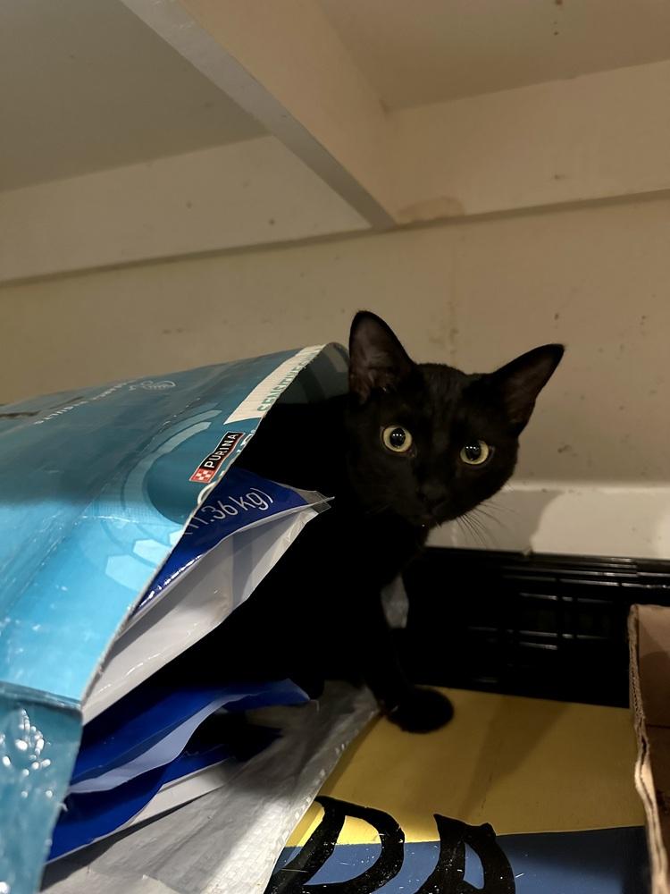 Enlarge Sabrina, a Adoptable Domestic Short Hair in Loveland, OH image 2/3