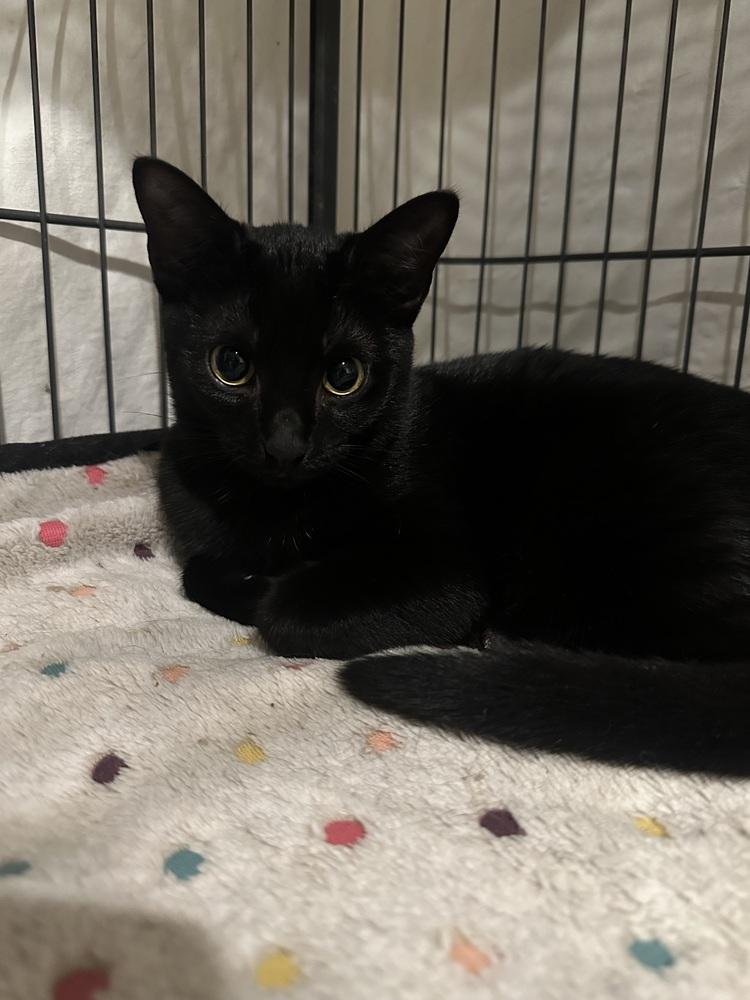 Enlarge Sabrina, a Adoptable Domestic Short Hair in Loveland, OH image 3/3