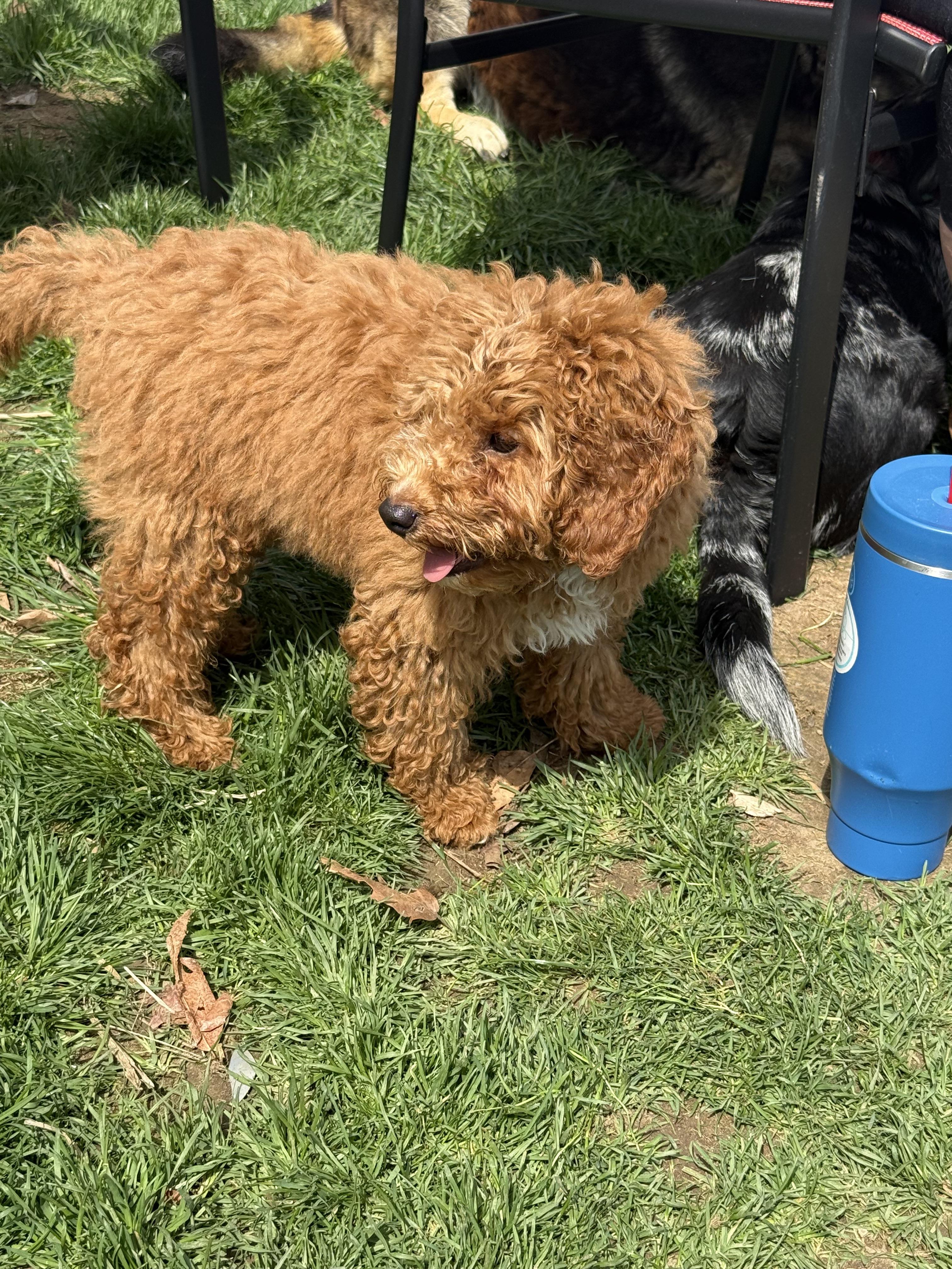 Enlarge Ashton, an adopted Goldendoodle in South Amboy, NJ image 2/4