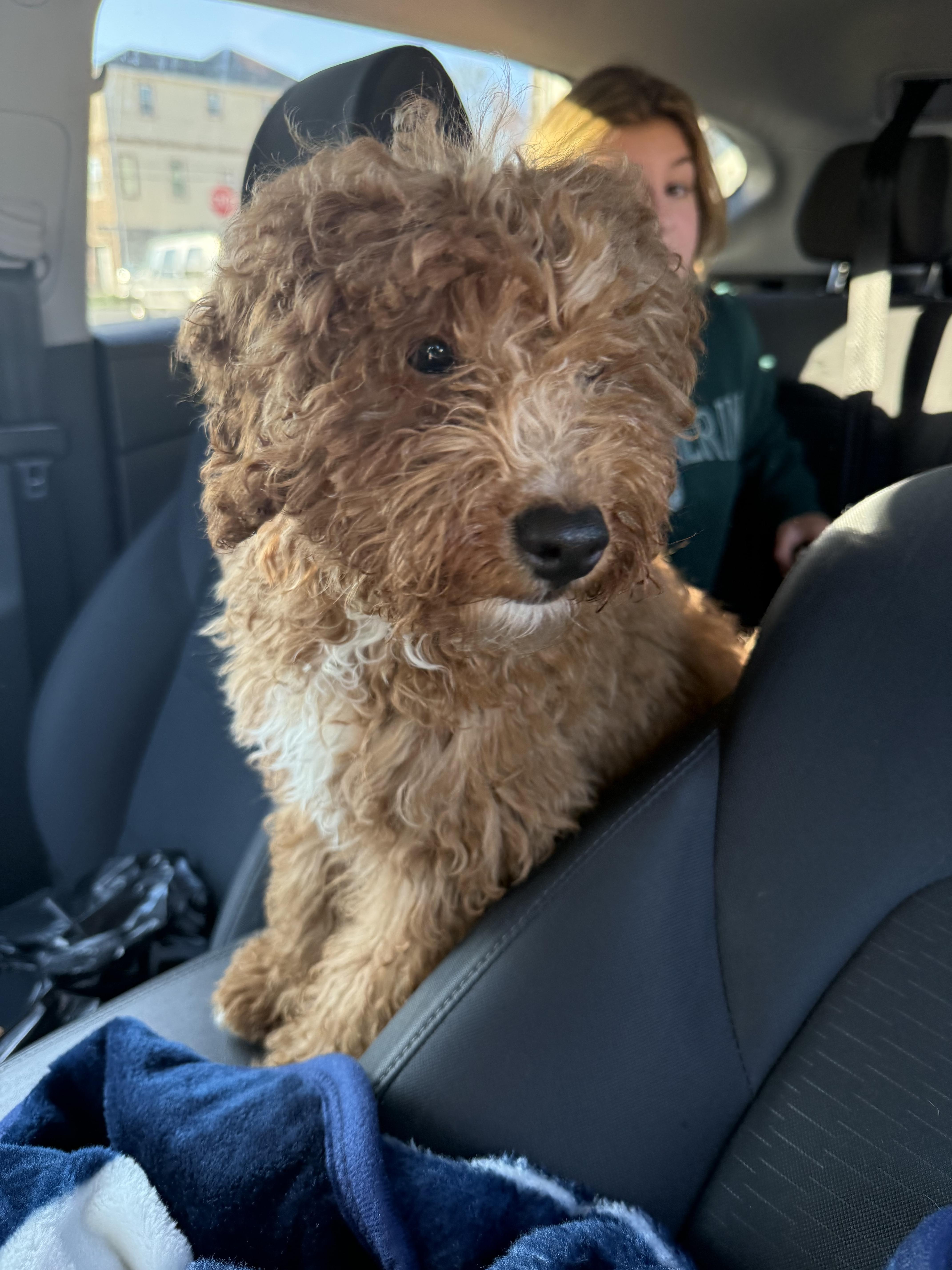 Enlarge Ashton, an adopted Goldendoodle in South Amboy, NJ image 1/4