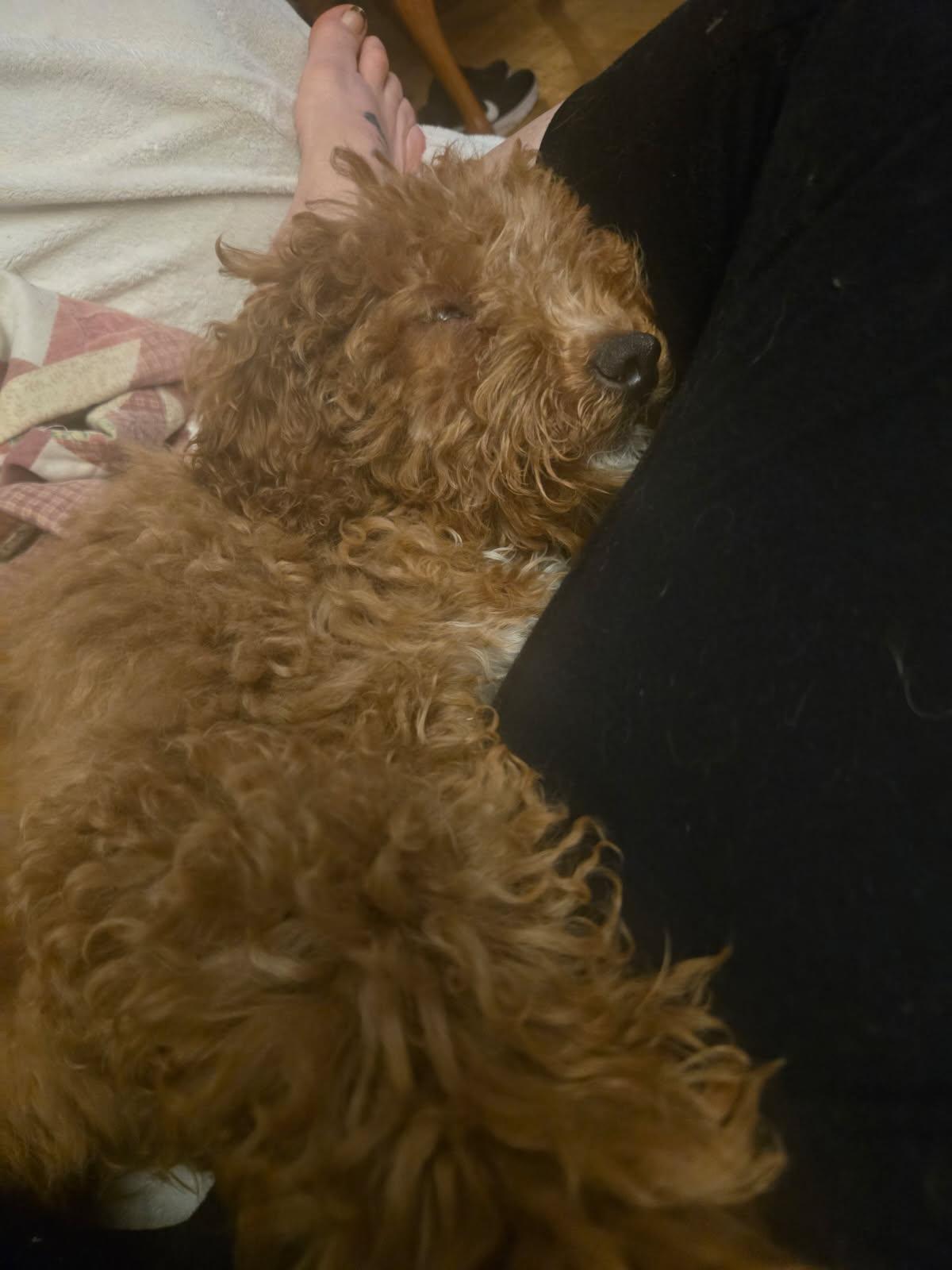 Enlarge Ashton, an adopted Goldendoodle in South Amboy, NJ image 3/4