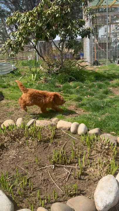 Enlarge Ashton, an adopted Goldendoodle in South Amboy, NJ video 4/4