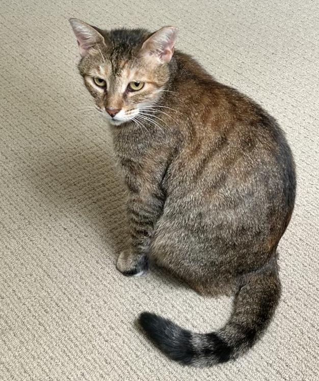 Eloise, a ADOPTABLE mixed breed in Hilton Head Island, SC image 3/5