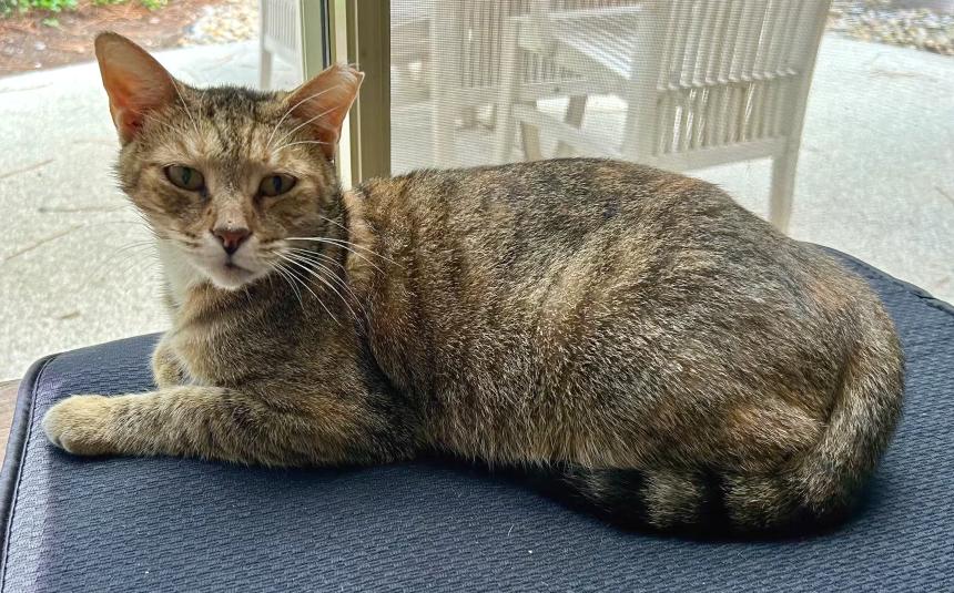 Eloise, a ADOPTABLE mixed breed in Hilton Head Island, SC image 2/5