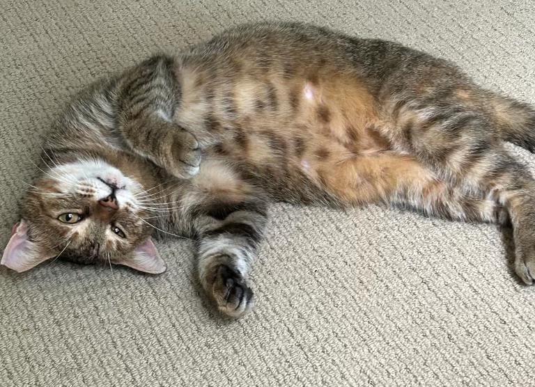 Eloise, ADOPTABLE, Adult Female Tabby & Domestic Short Hair.