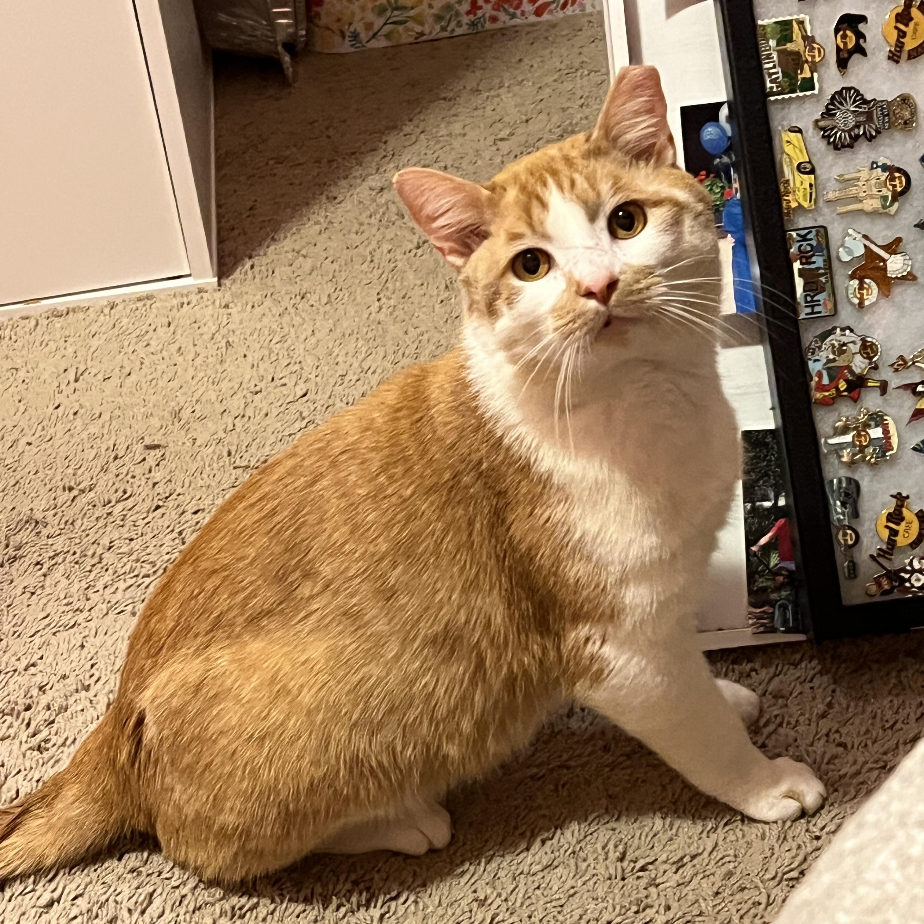 Enlarge Creansickle, a ADOPTABLE Domestic Short Hair in Murfreesboro, TN image 1/2