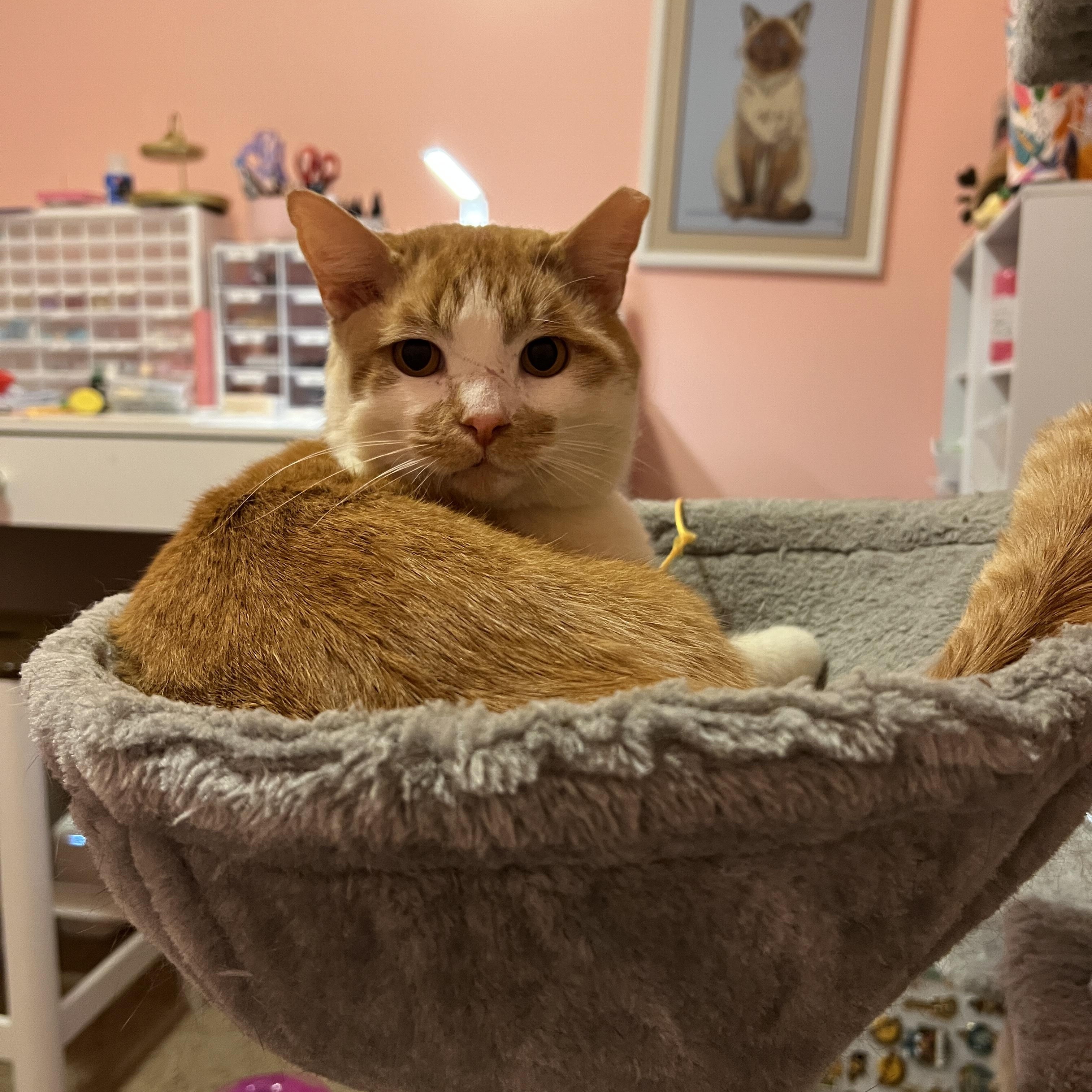 Enlarge Creansickle, a ADOPTABLE Domestic Short Hair in Murfreesboro, TN image 2/2