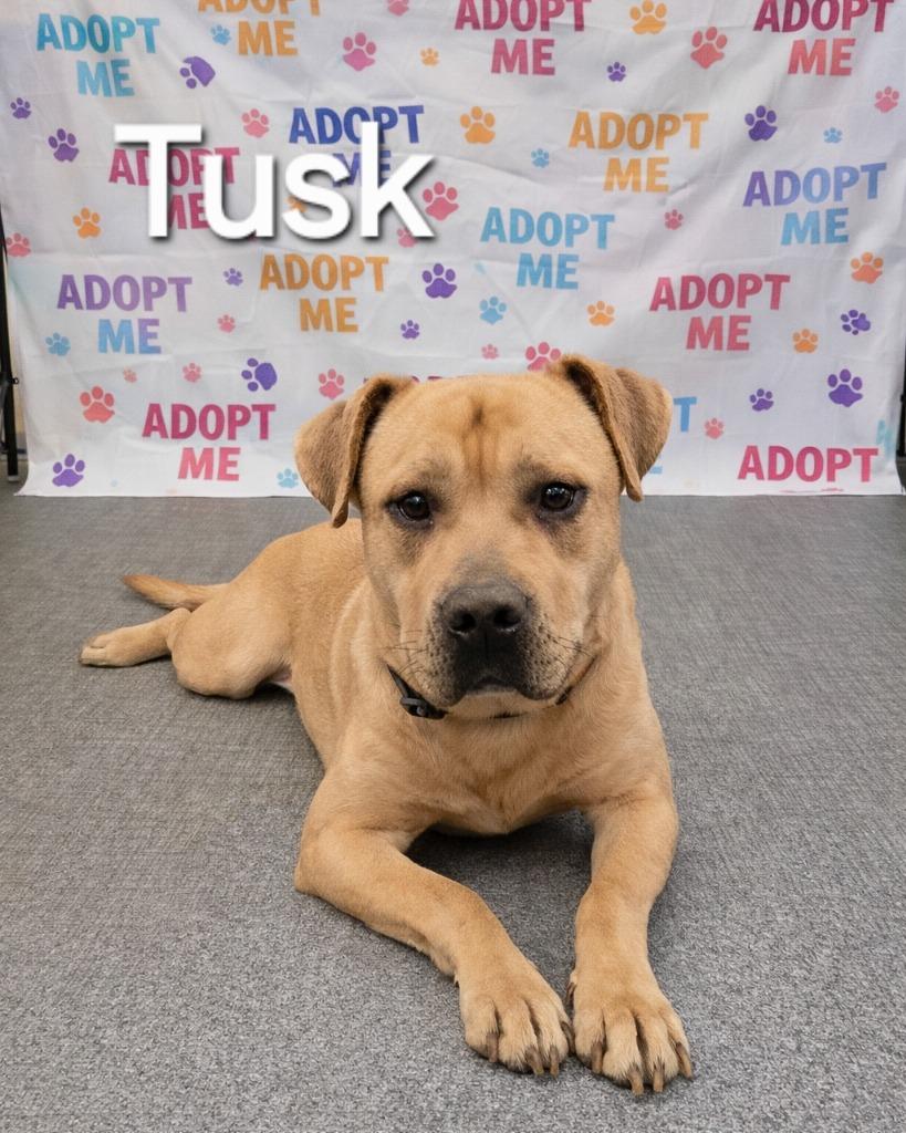 Enlarge Tusk Yrly 91, a Adoptable Labrador Retriever in Sidney, OH image 1/2
