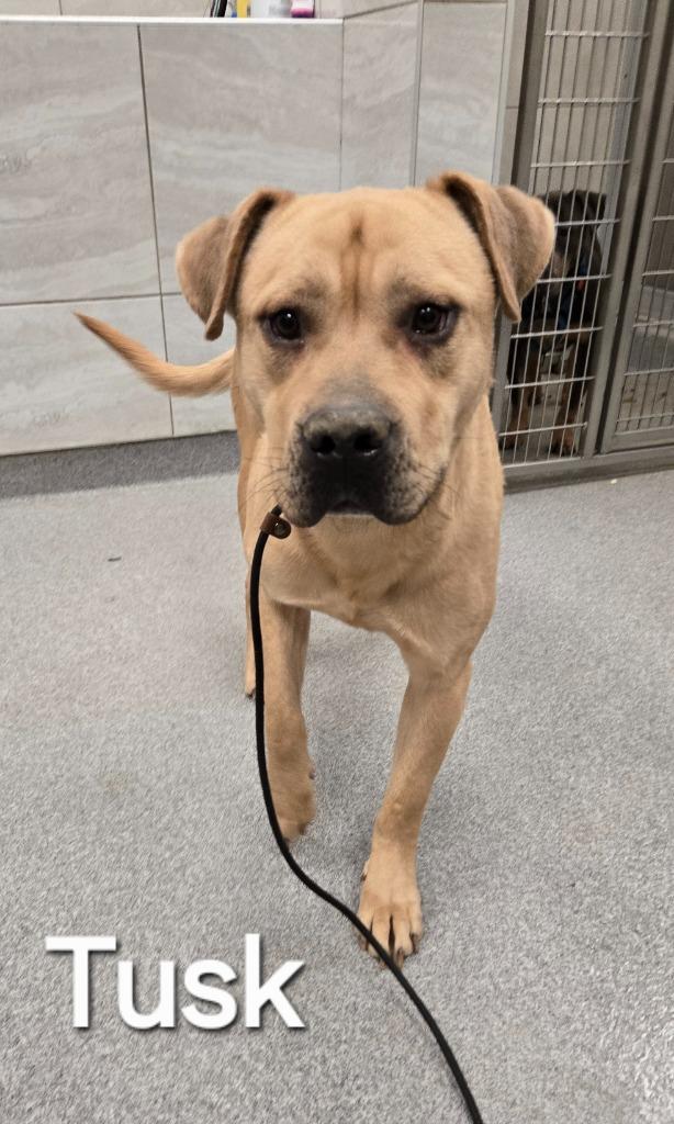 Enlarge Tusk Yrly 91, a Adoptable Labrador Retriever in Sidney, OH image 2/2