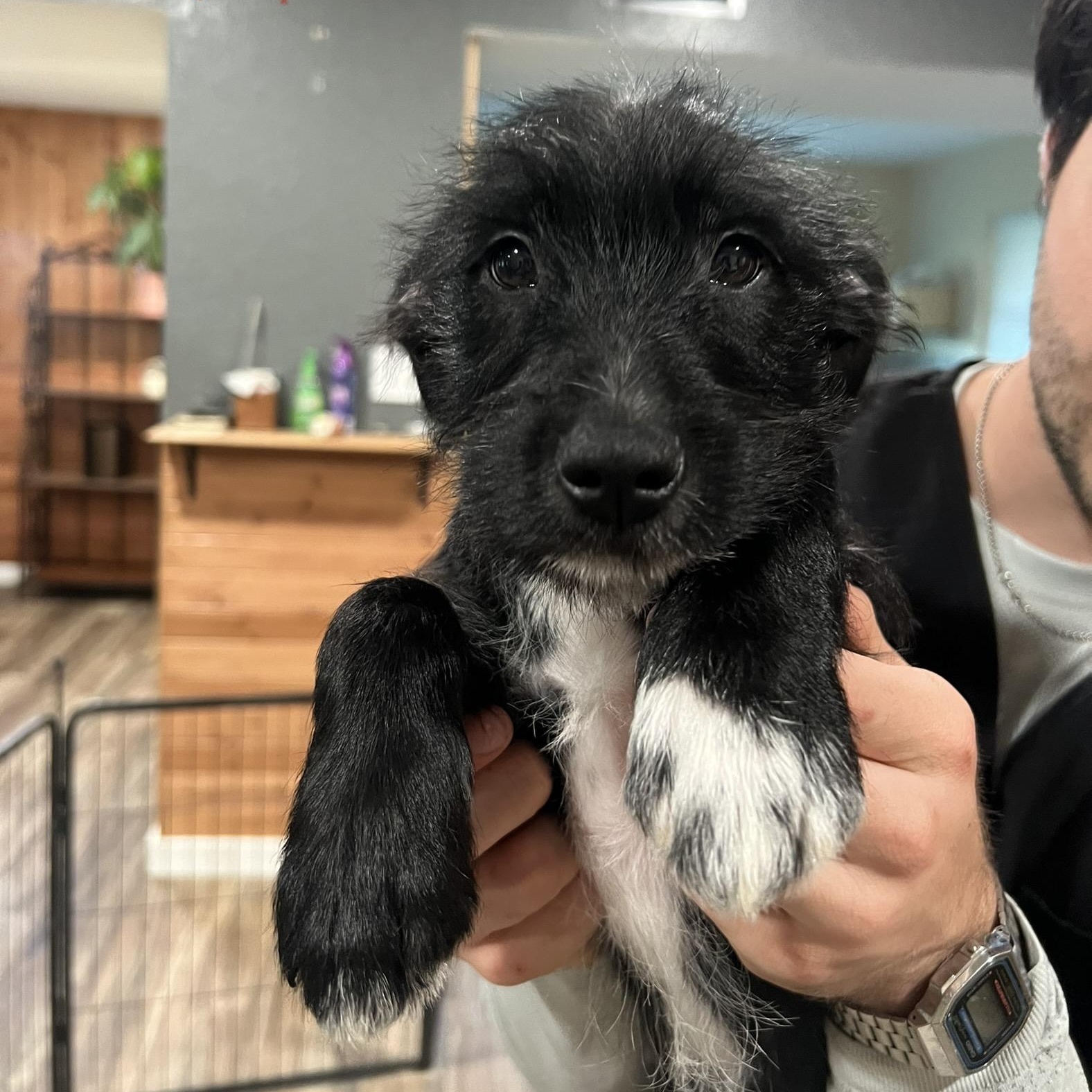 Cherry Schnapps, a ADOPTABLE mixed breed in San Antonio, TX image 2/2