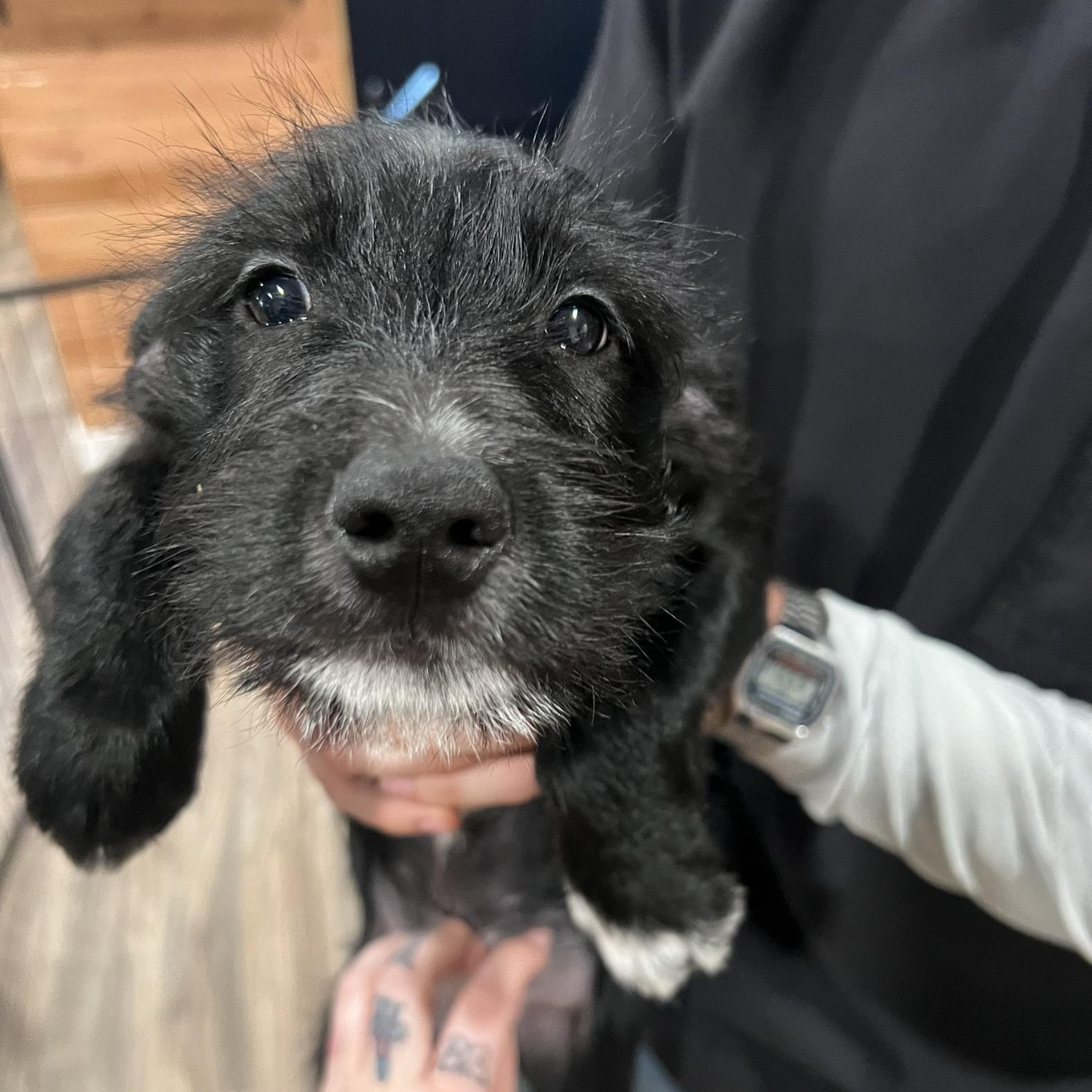 Cherry Schnapps, ADOPTABLE, Puppy Female Miniature Schnauzer & Shepherd.