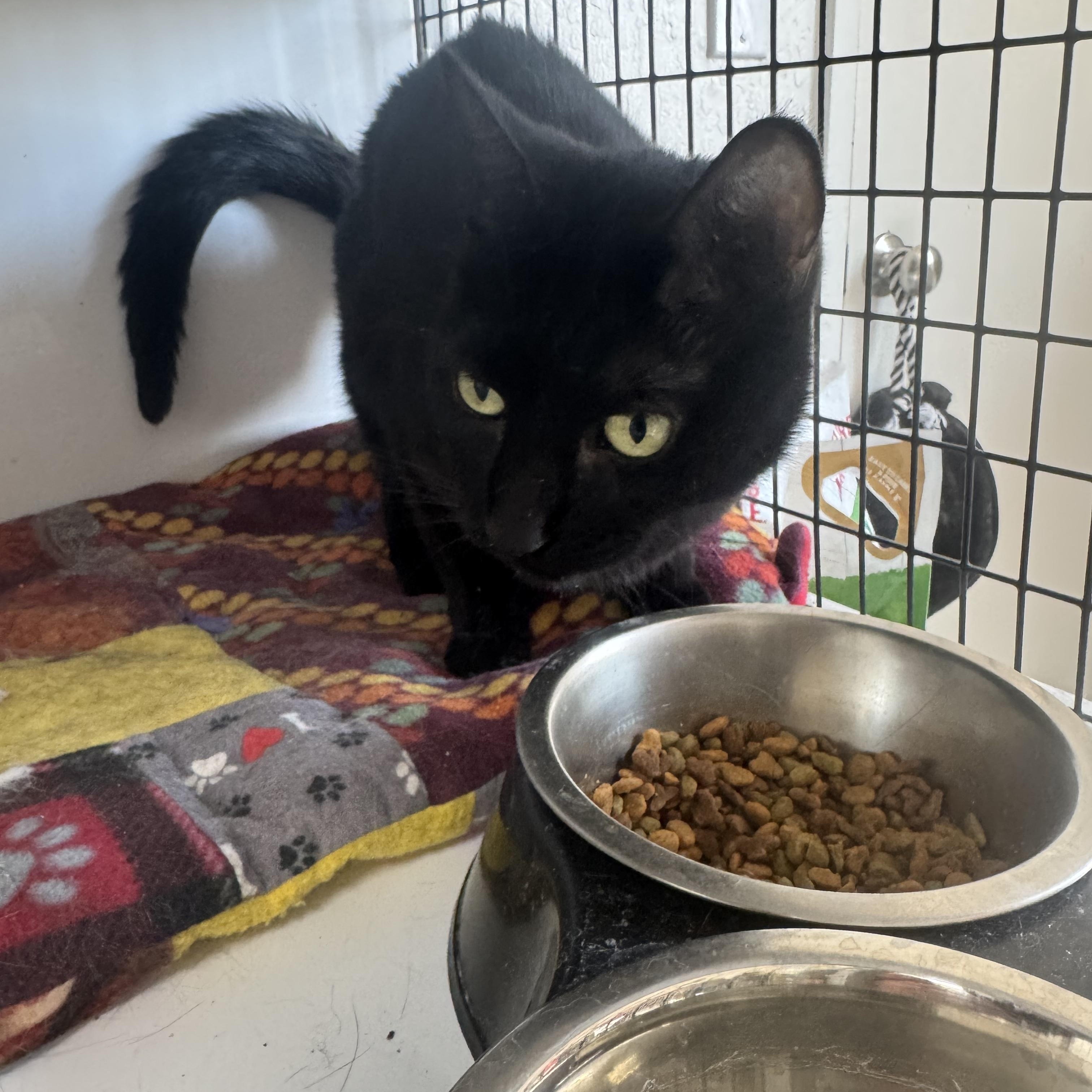 Bagheera 0125