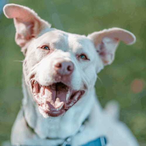 Enlarge Cisco, a Adoptable Mixed Breed in Watertown, WI image 1/6