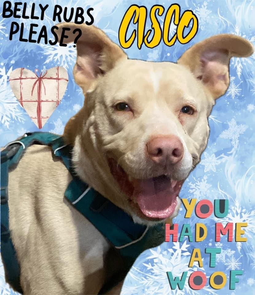 Enlarge Cisco, a Adoptable Mixed Breed in Watertown, WI image 2/6