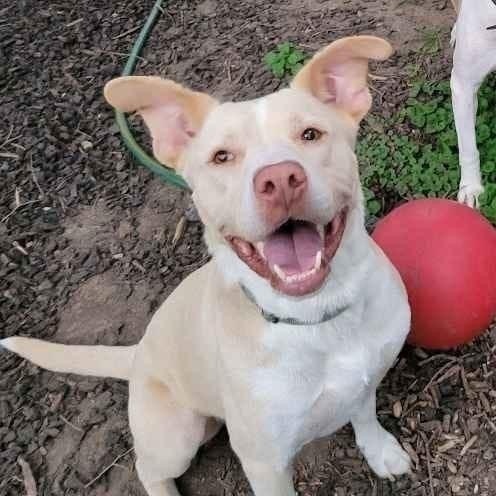 Enlarge Cisco, a Adoptable Mixed Breed in Watertown, WI image 3/6