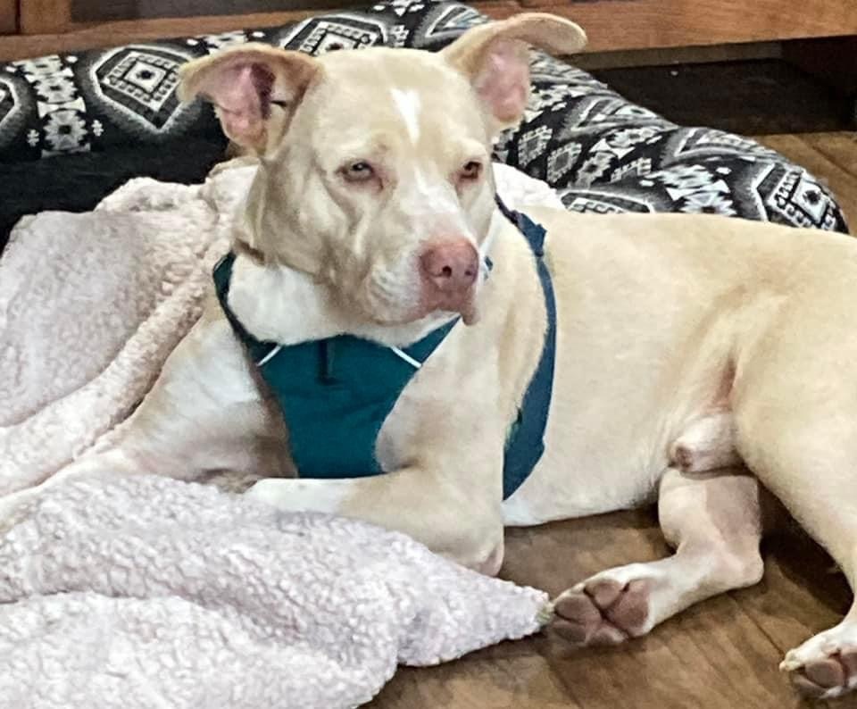 Enlarge Cisco, a Adoptable Mixed Breed in Watertown, WI image 4/6